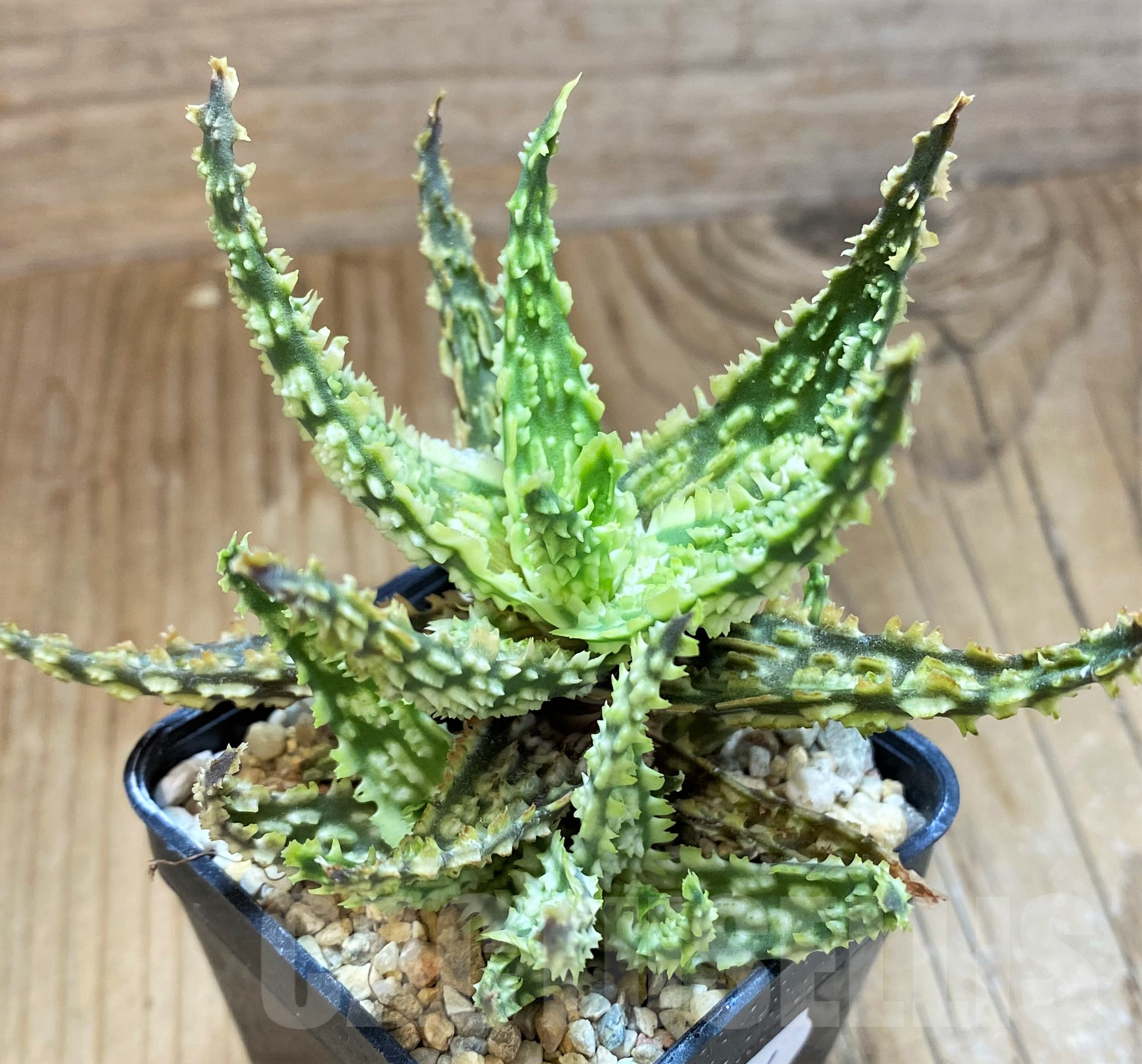 SH11384 Aloe TCT hybrid