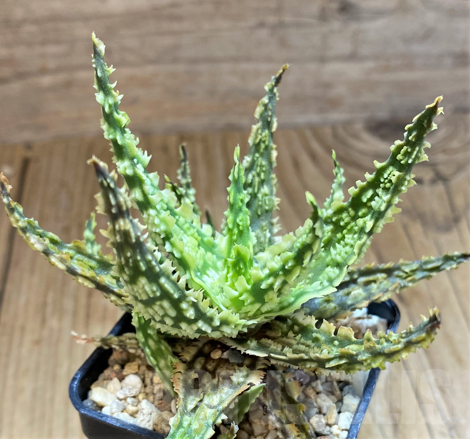 SH11384 Aloe TCT hybrid - Image 2