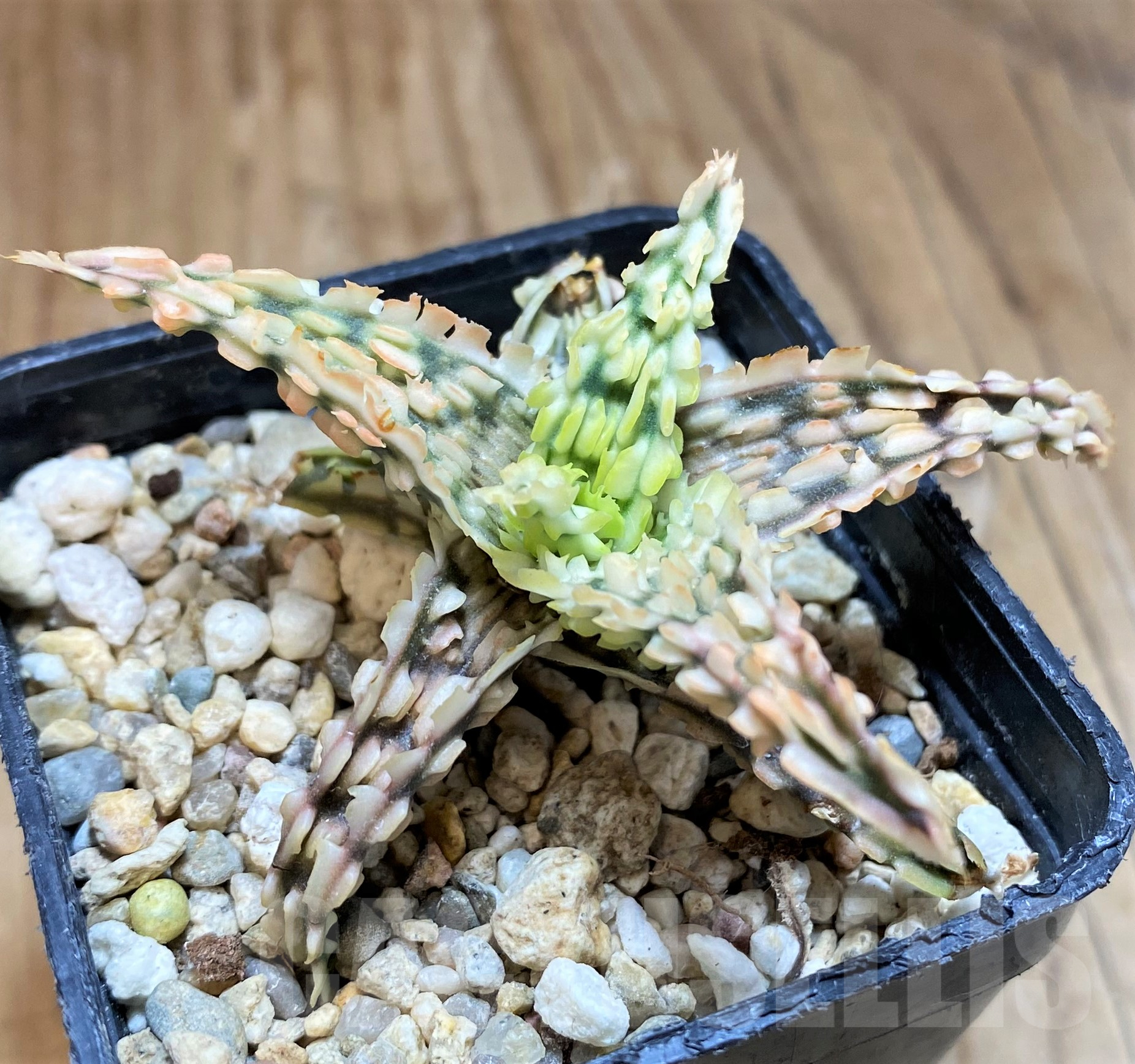 SH11385 Aloe TCT hybrid - Image 2