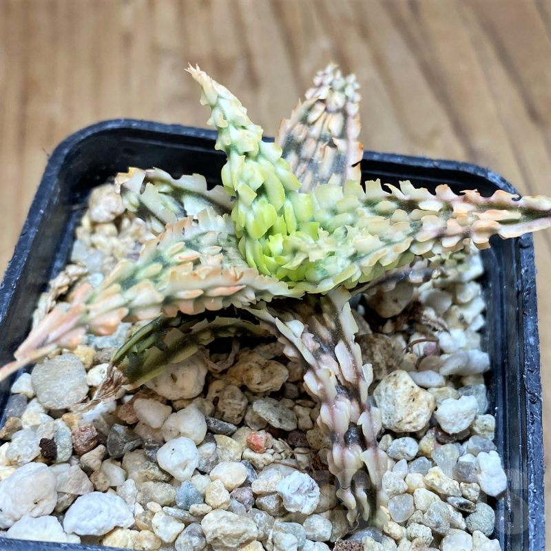 SH11385 Aloe TCT hybrid