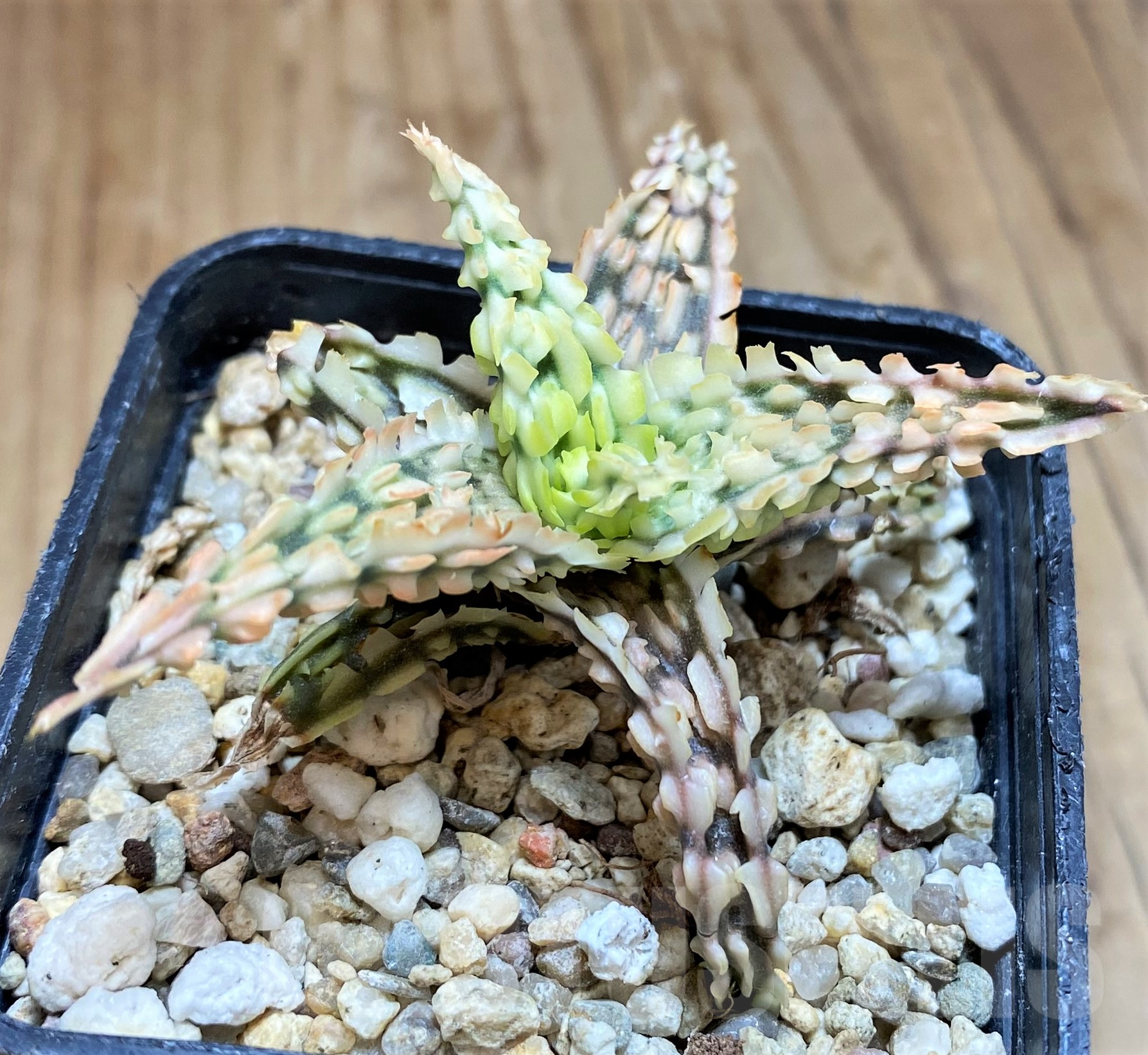 SH11385 Aloe TCT hybrid