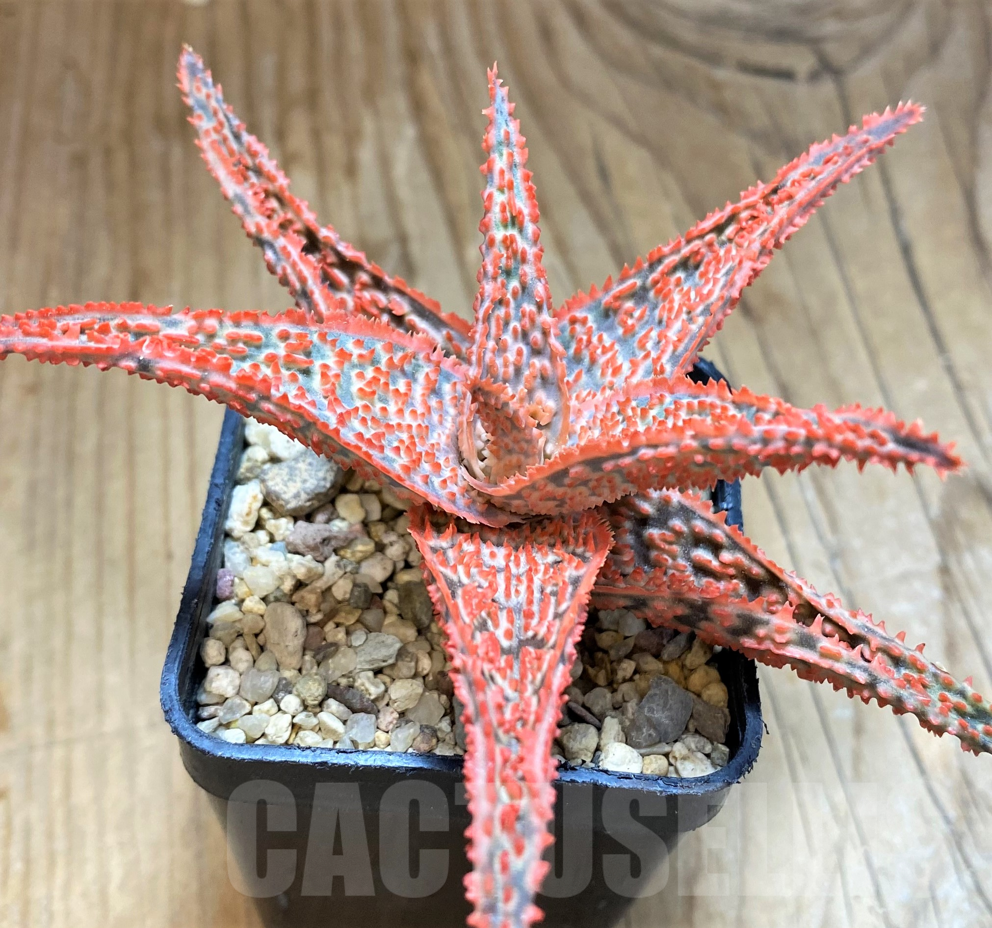 SH11387 Aloe TCT hybrid - Image 2