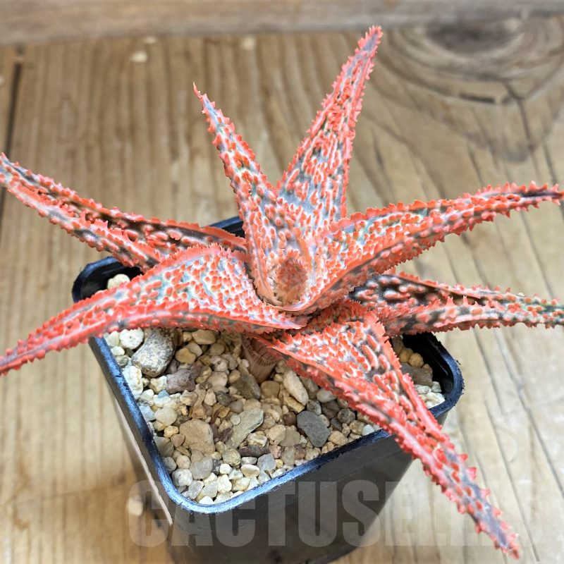 SH11387 Aloe TCT hybrid