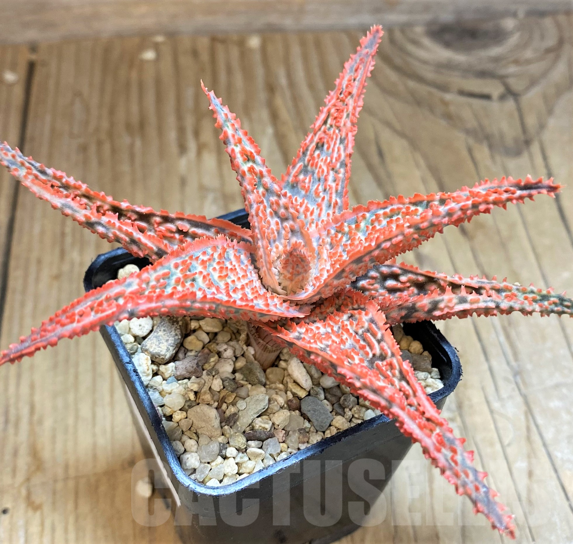 SH11387 Aloe TCT hybrid
