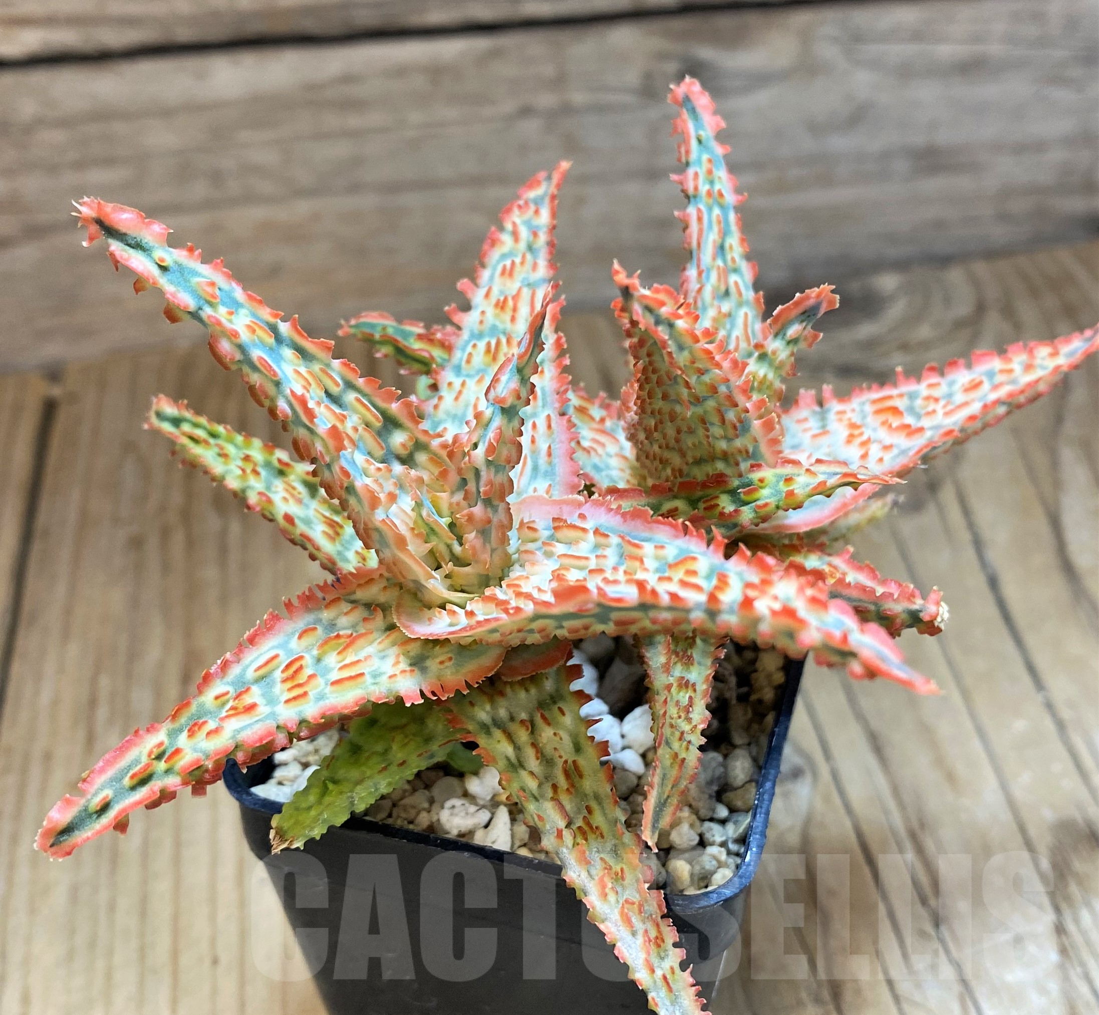 SH11403 Aloe TCT hybrid