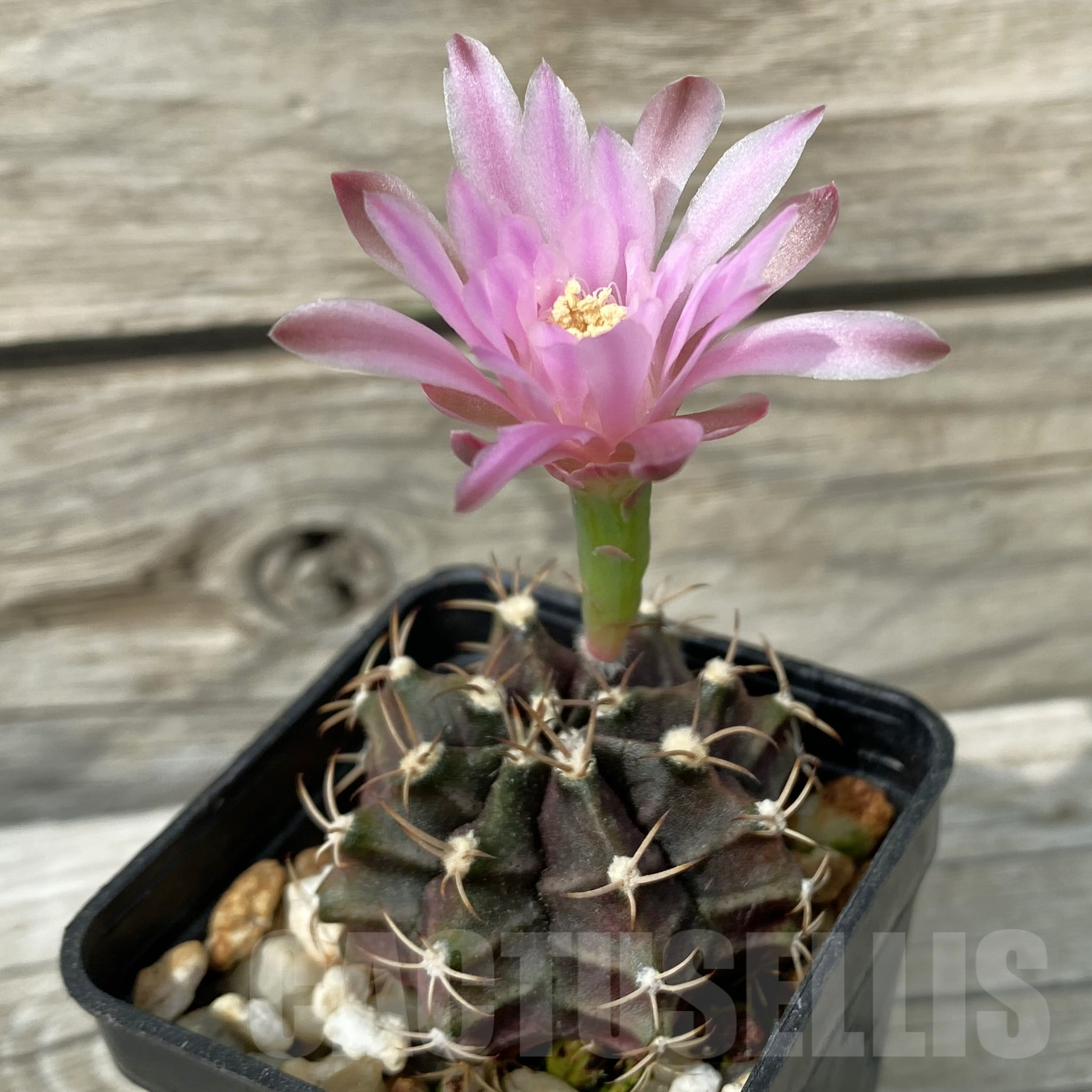 SH11415 Gymnocalycium friedrichii ‘Hibotan’