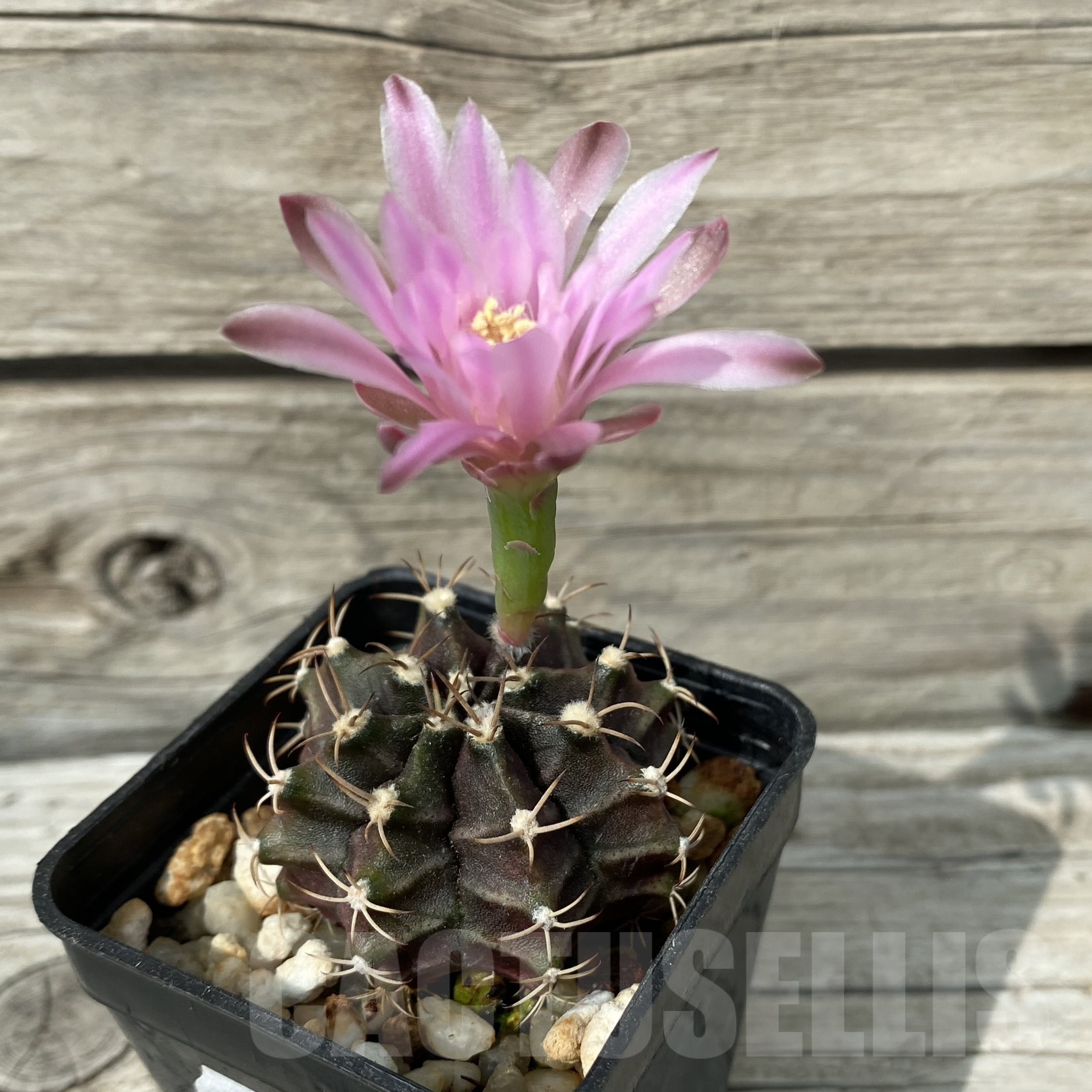 SH11415 Gymnocalycium friedrichii ‘Hibotan’ - Image 2