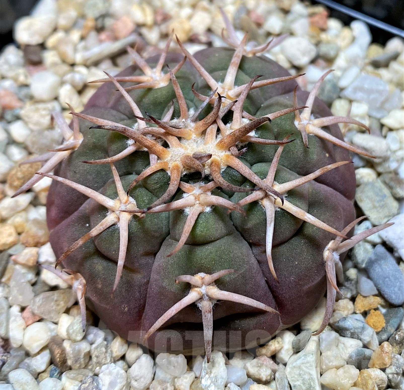 SH11418 Gymnocalycium spegazzinii
