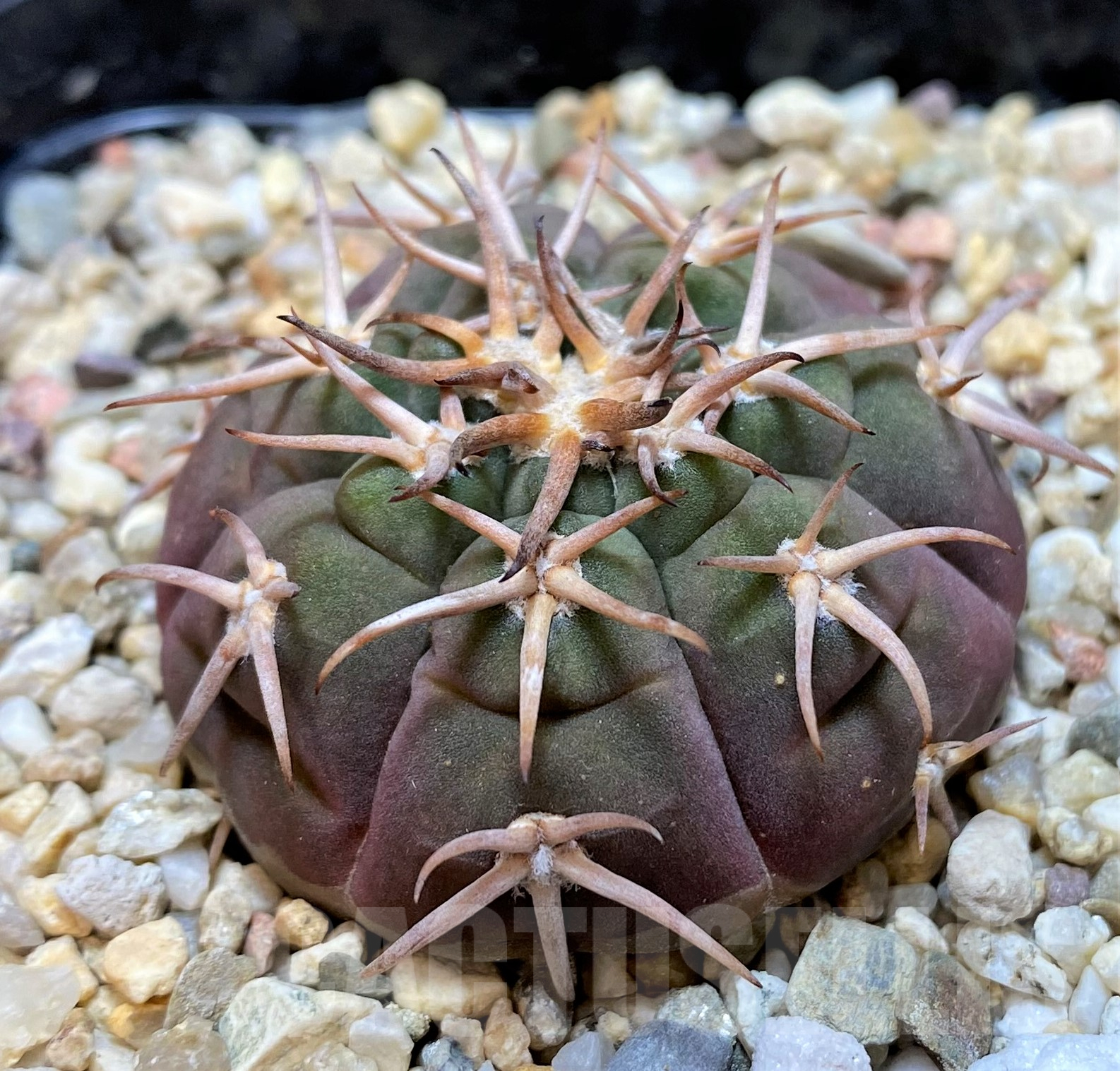 SH11418 Gymnocalycium spegazzinii - Image 2