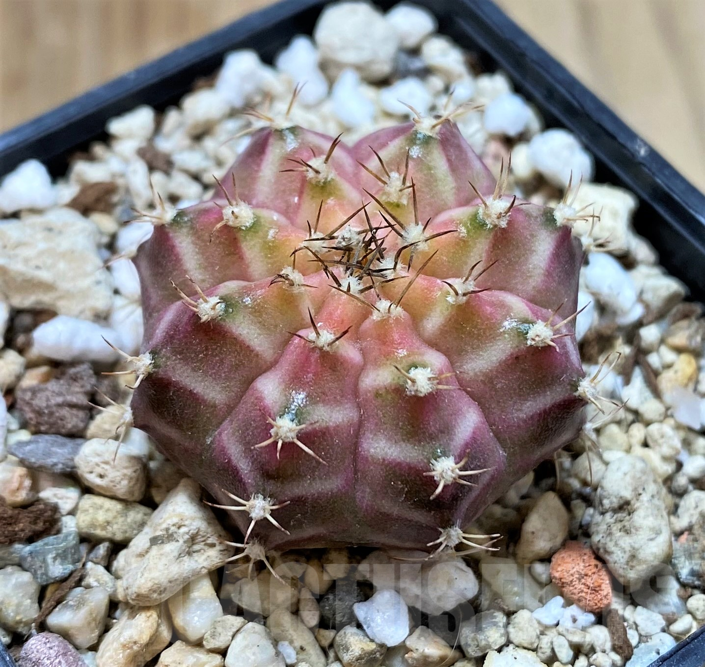 SH11421 Gymnocalycium mihanovichii ‘Neon’ hybrid, seedling - Image 2