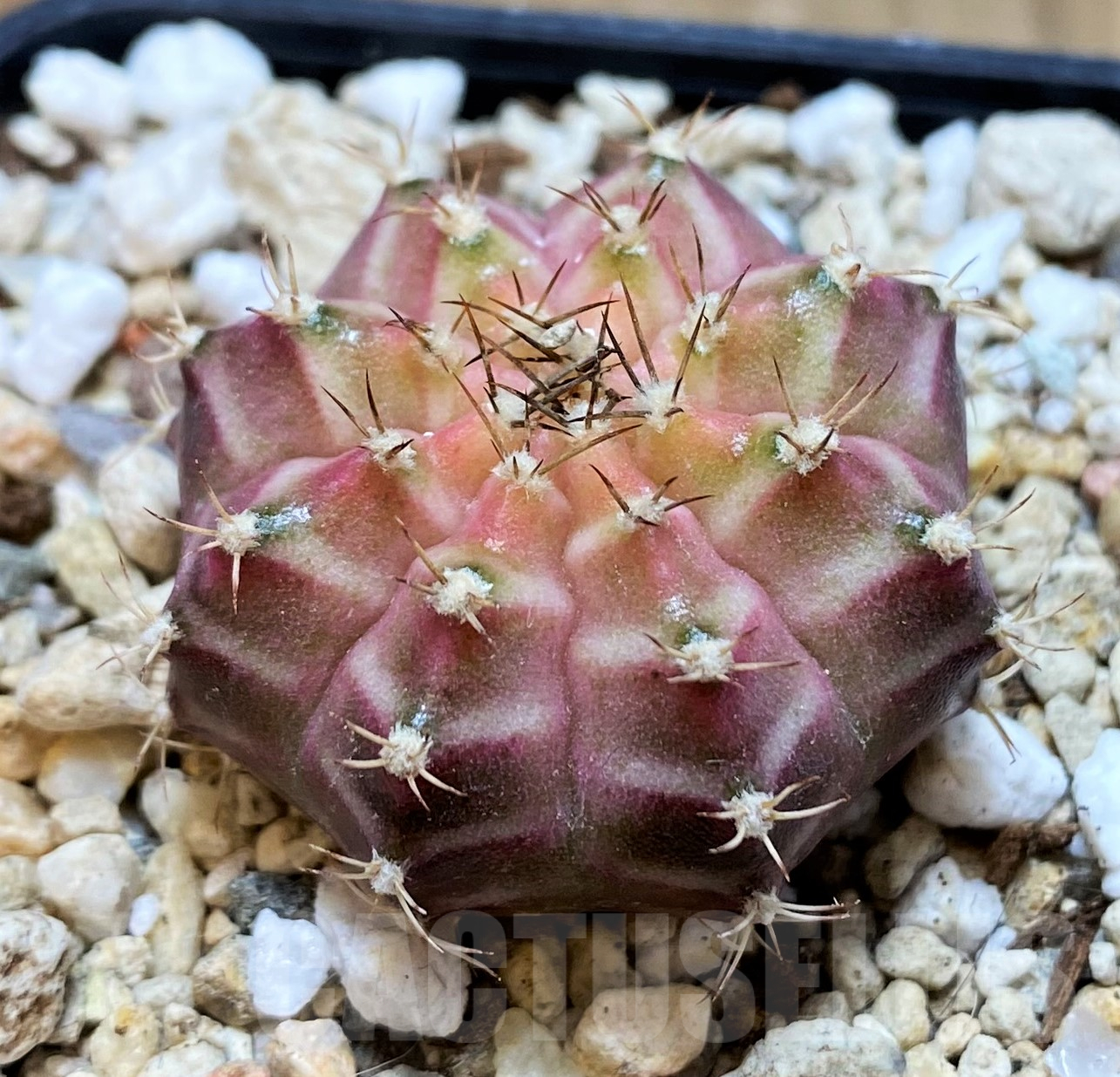 SH11421 Gymnocalycium mihanovichii ‘Neon’ hybrid, seedling