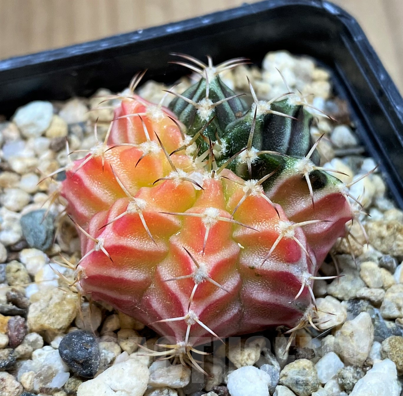 SH11422 Gymnocalycium mihanovichii f. variegata