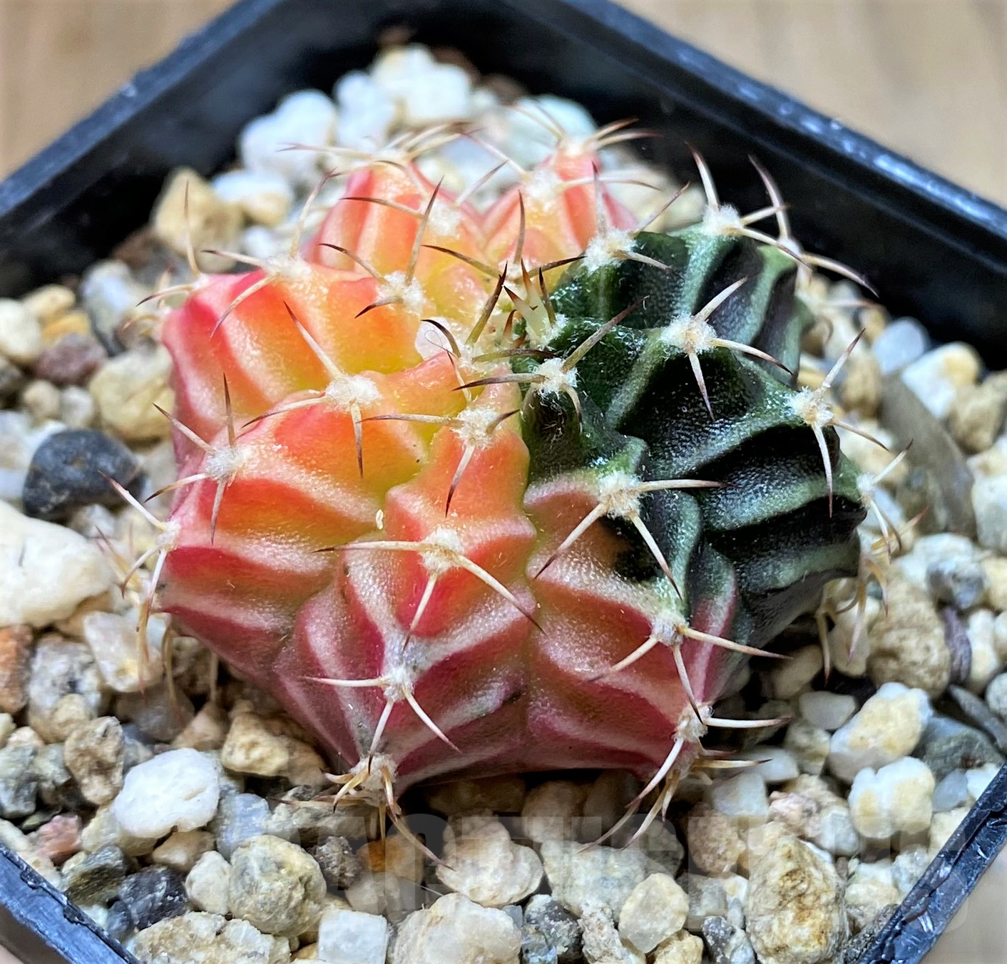 SH11422 Gymnocalycium mihanovichii f. variegata - Image 2
