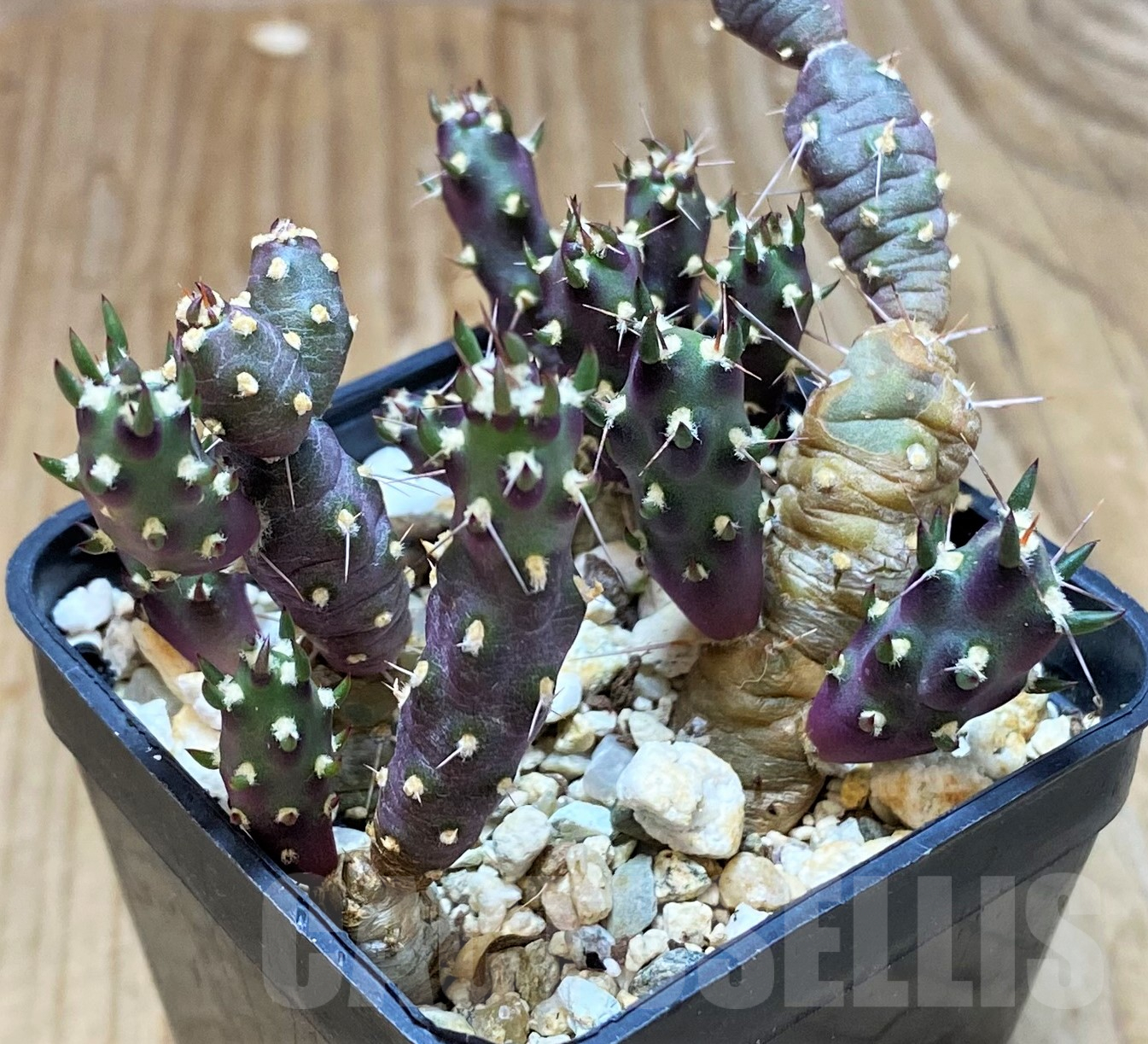 SH11426 Tephrocactus nigrispinus