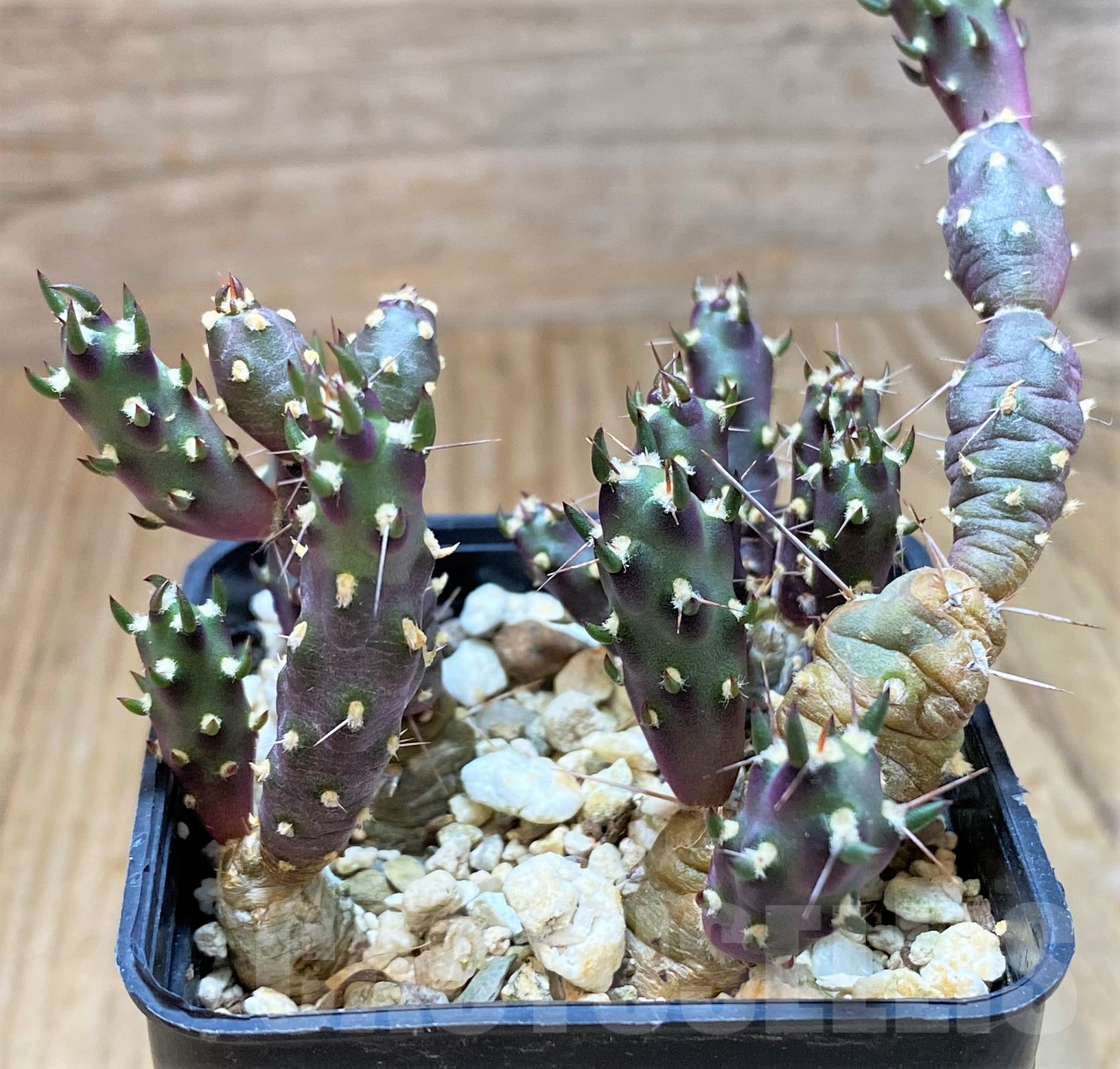 SH11426 Tephrocactus nigrispinus - Imagen 2