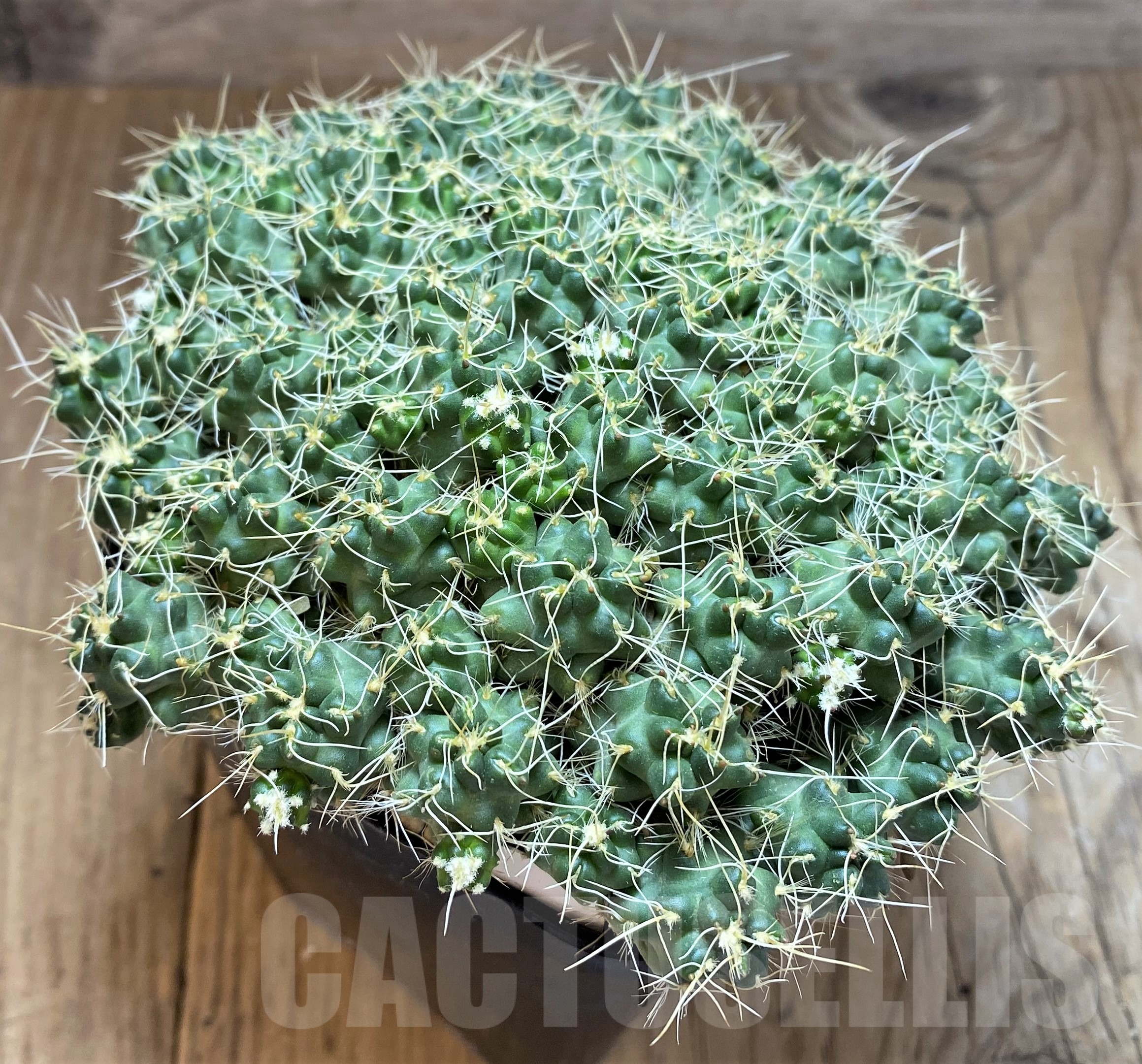 SH11427 Puna subterranea v. incahuasi