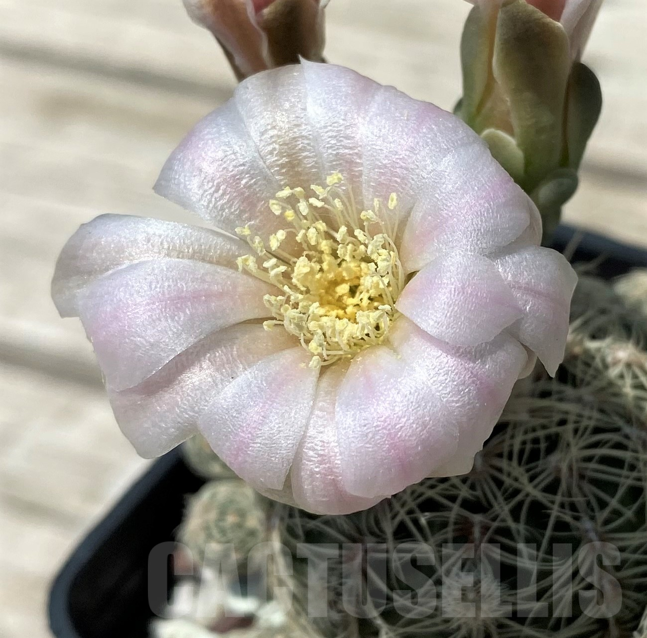 SH11478 Gymnocalycium bruchii LB1088