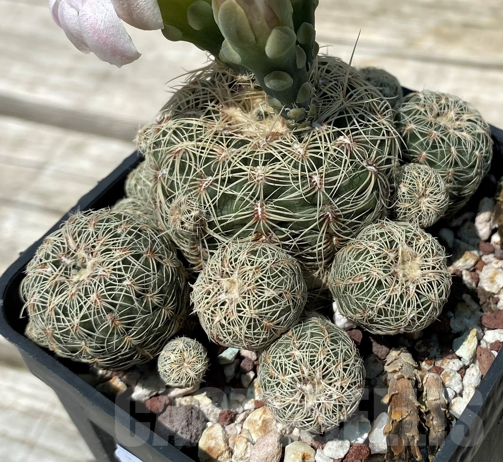SH11478 Gymnocalycium bruchii LB1088 - Image 2