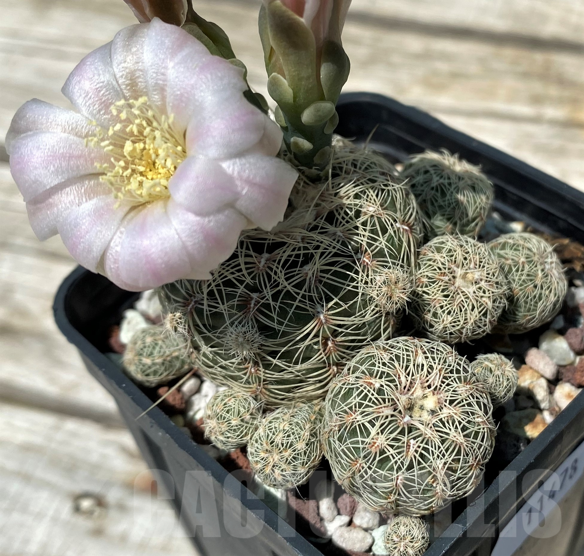 SH11478 Gymnocalycium bruchii LB1088 - Image 3