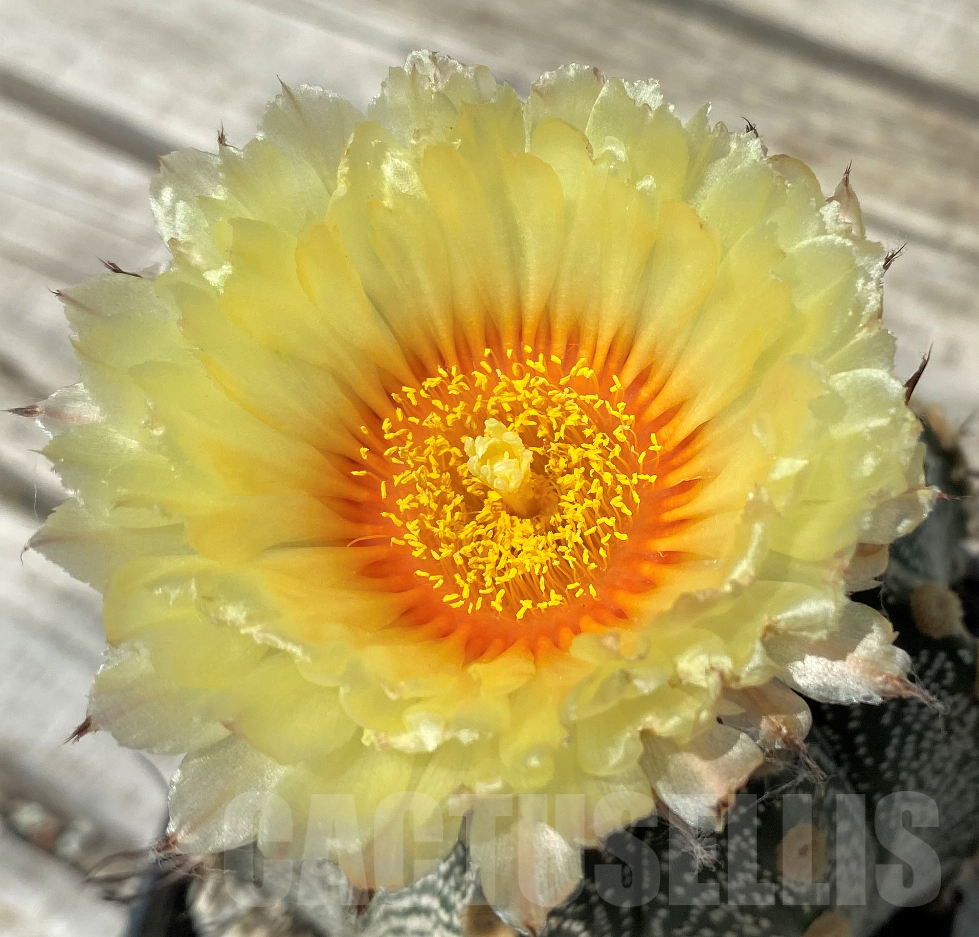 SH11479 Astrophytum capricorne x asterias, old 15 years