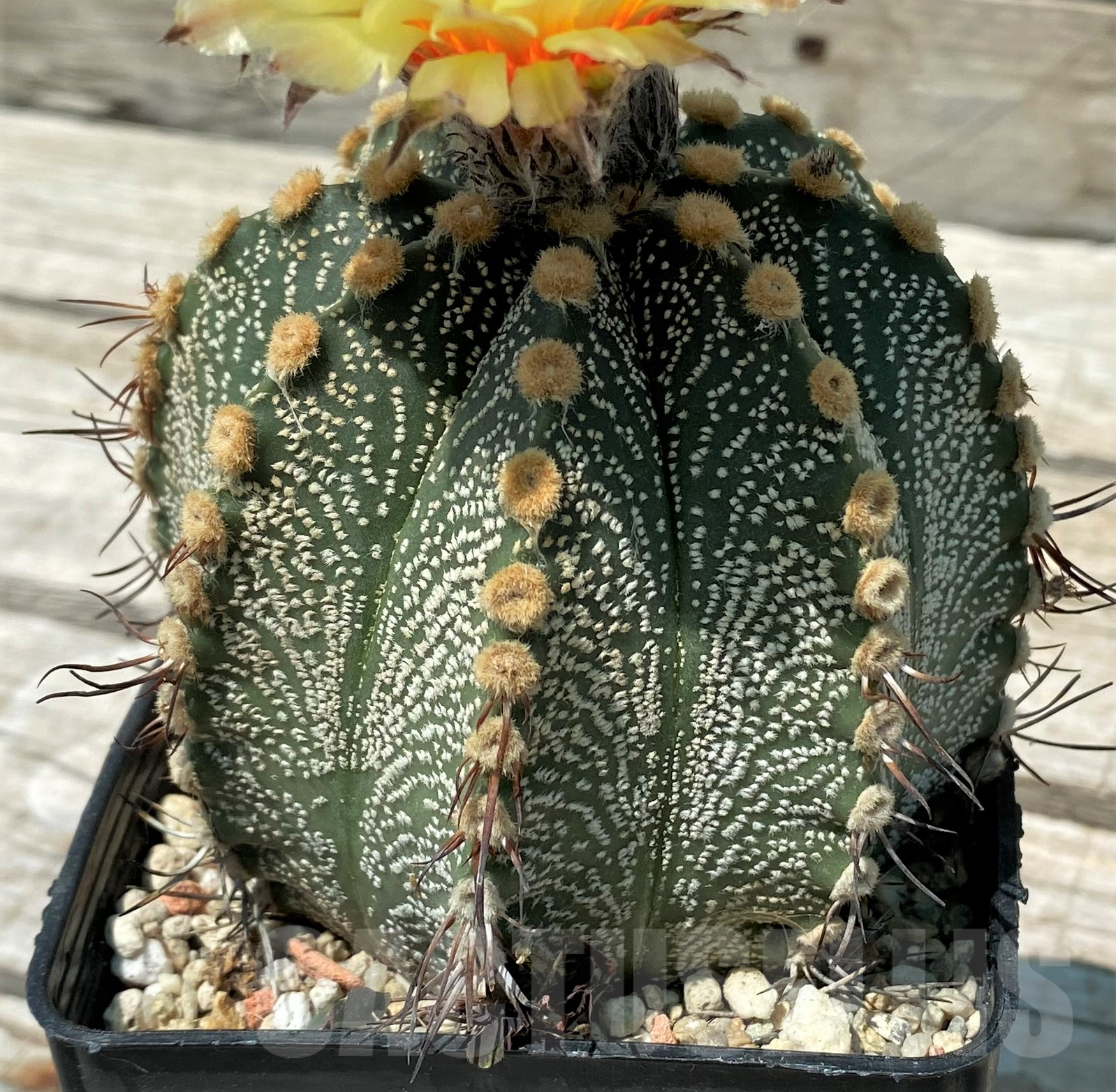 SH11479 Astrophytum capricorne x asterias, old 15 years - Image 2