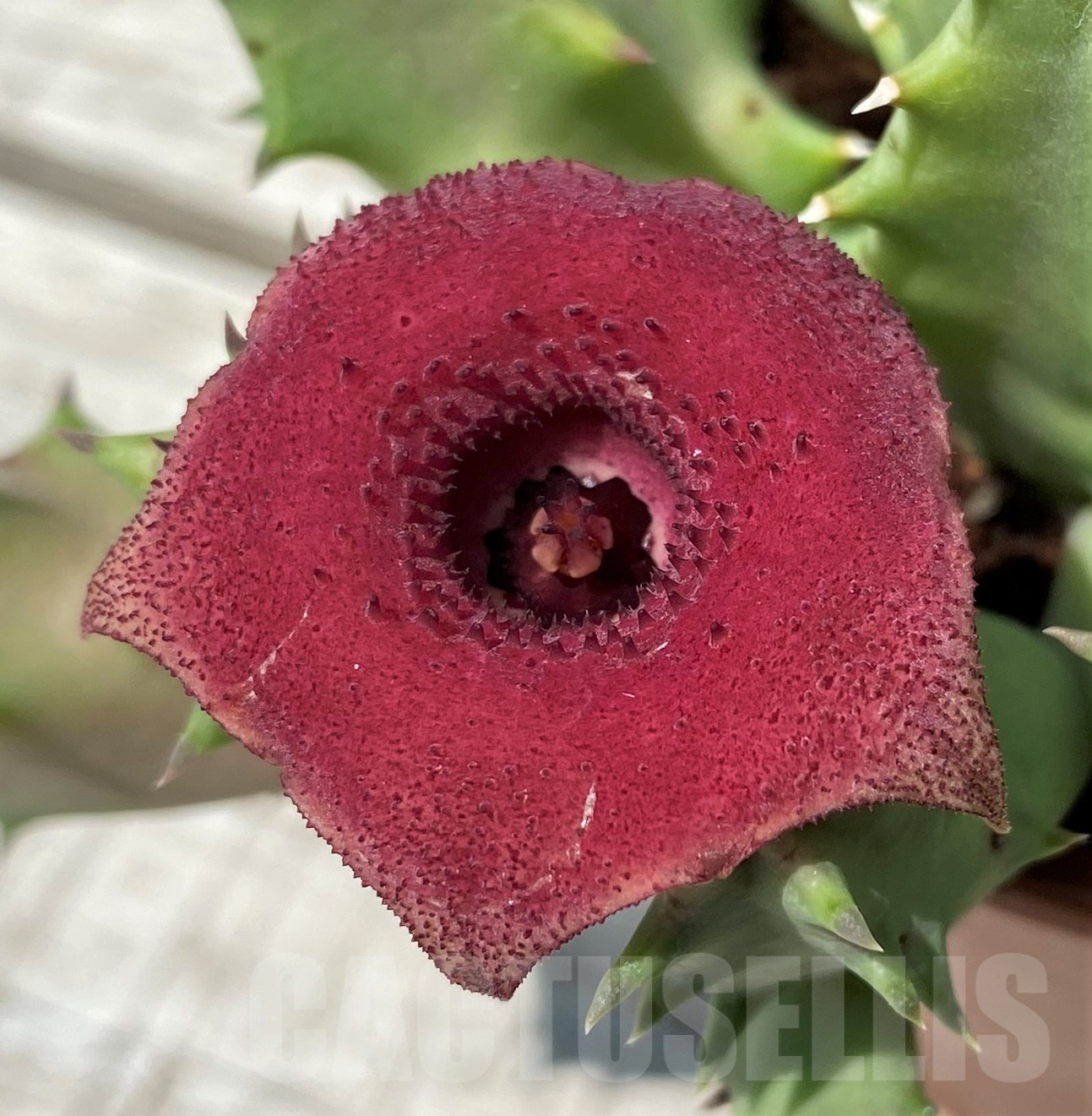 SH11480 Huernia confusa 'Pink Eye'