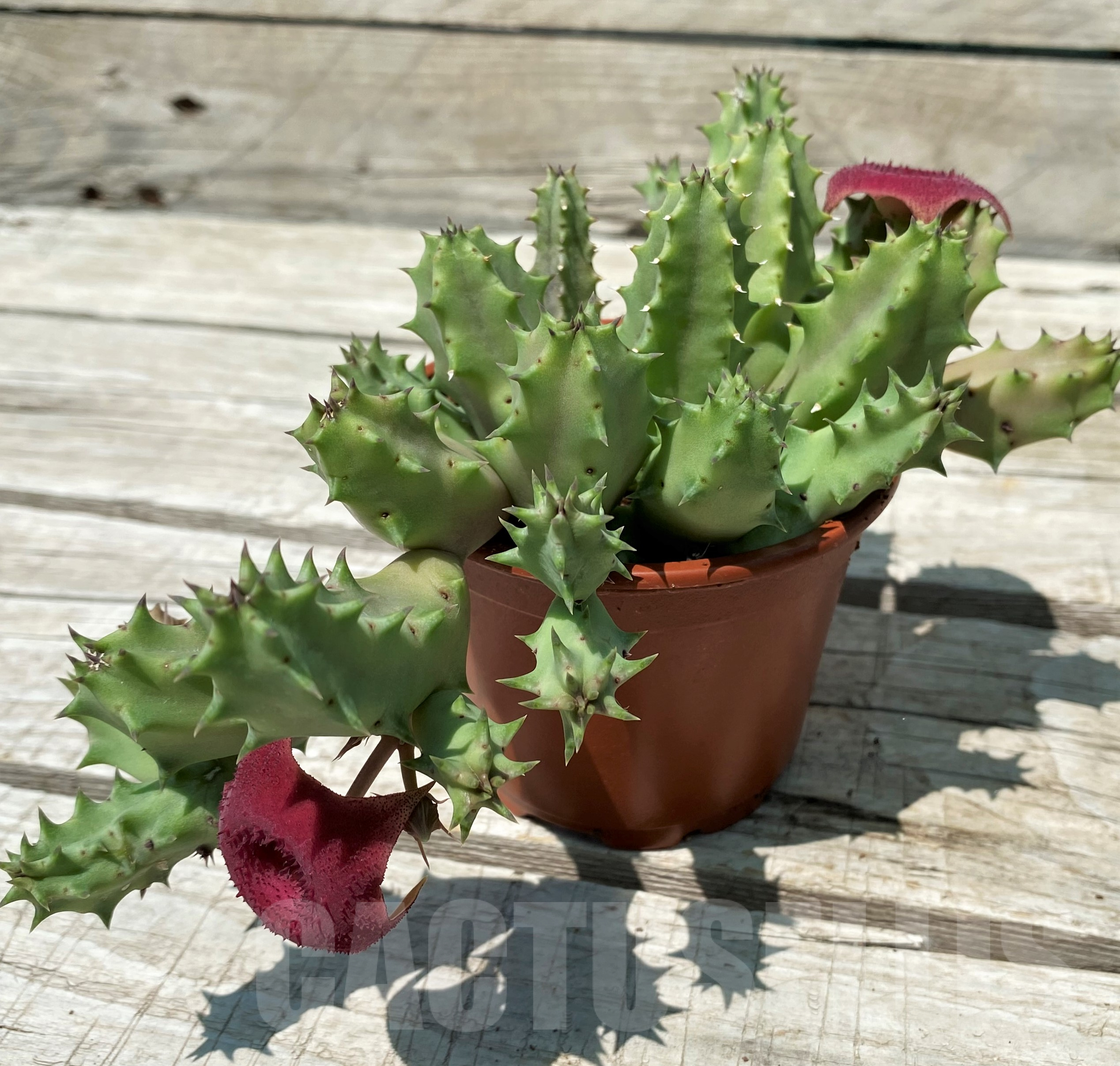 SH11480 Huernia confusa 'Pink Eye' - Obrázek 2