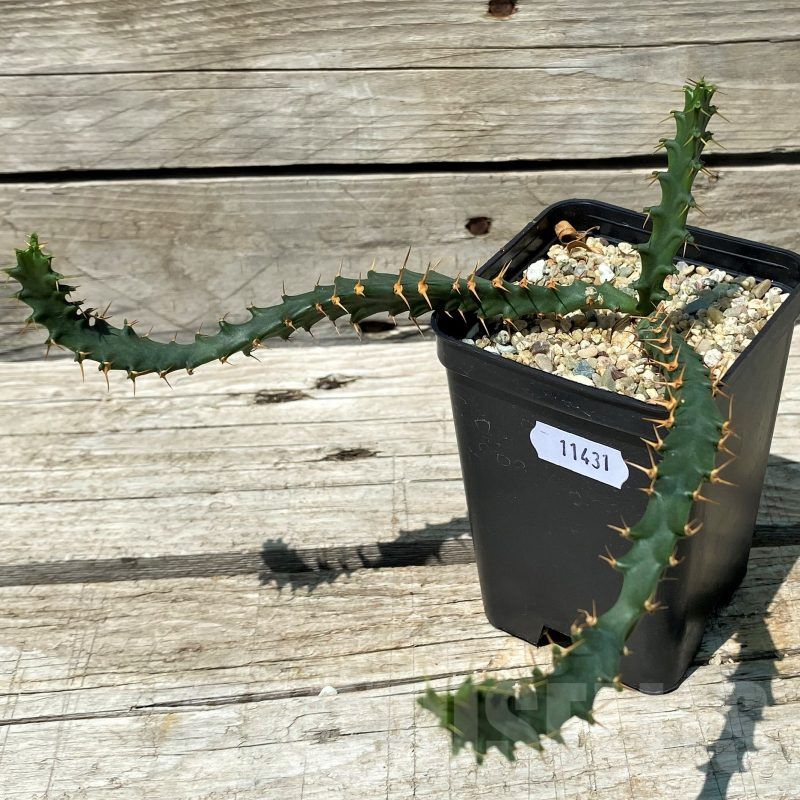 SH11431 Euphorbia micracantha