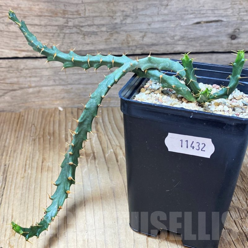SH11432 Euphorbia micracantha