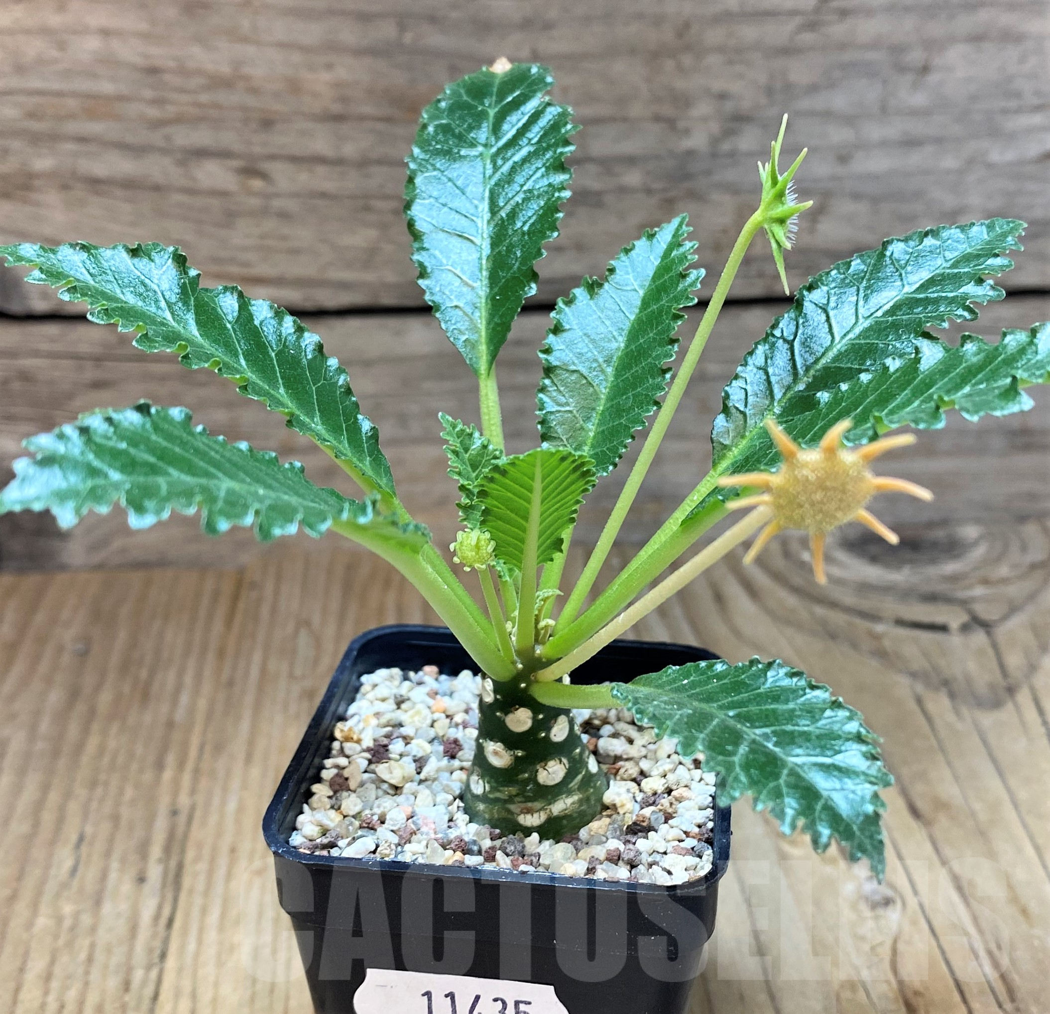 SH11435 Dorstenia horwoodii