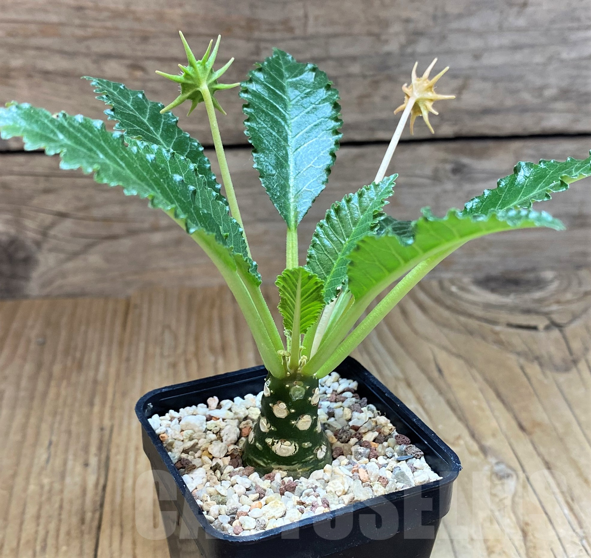 SH11435 Dorstenia horwoodii - Image 2