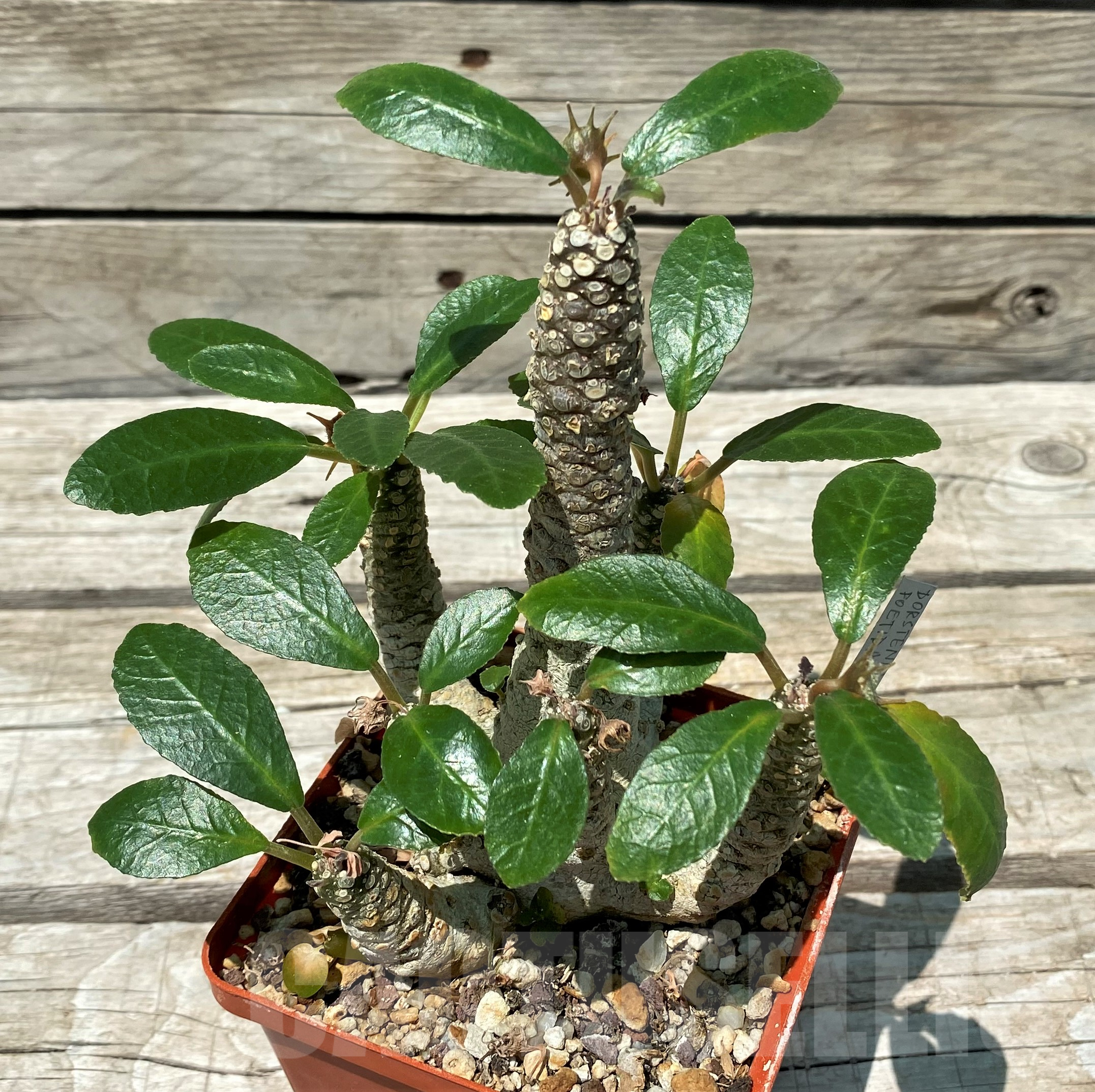 SH11436 Dorstenia foetida, old 10 years