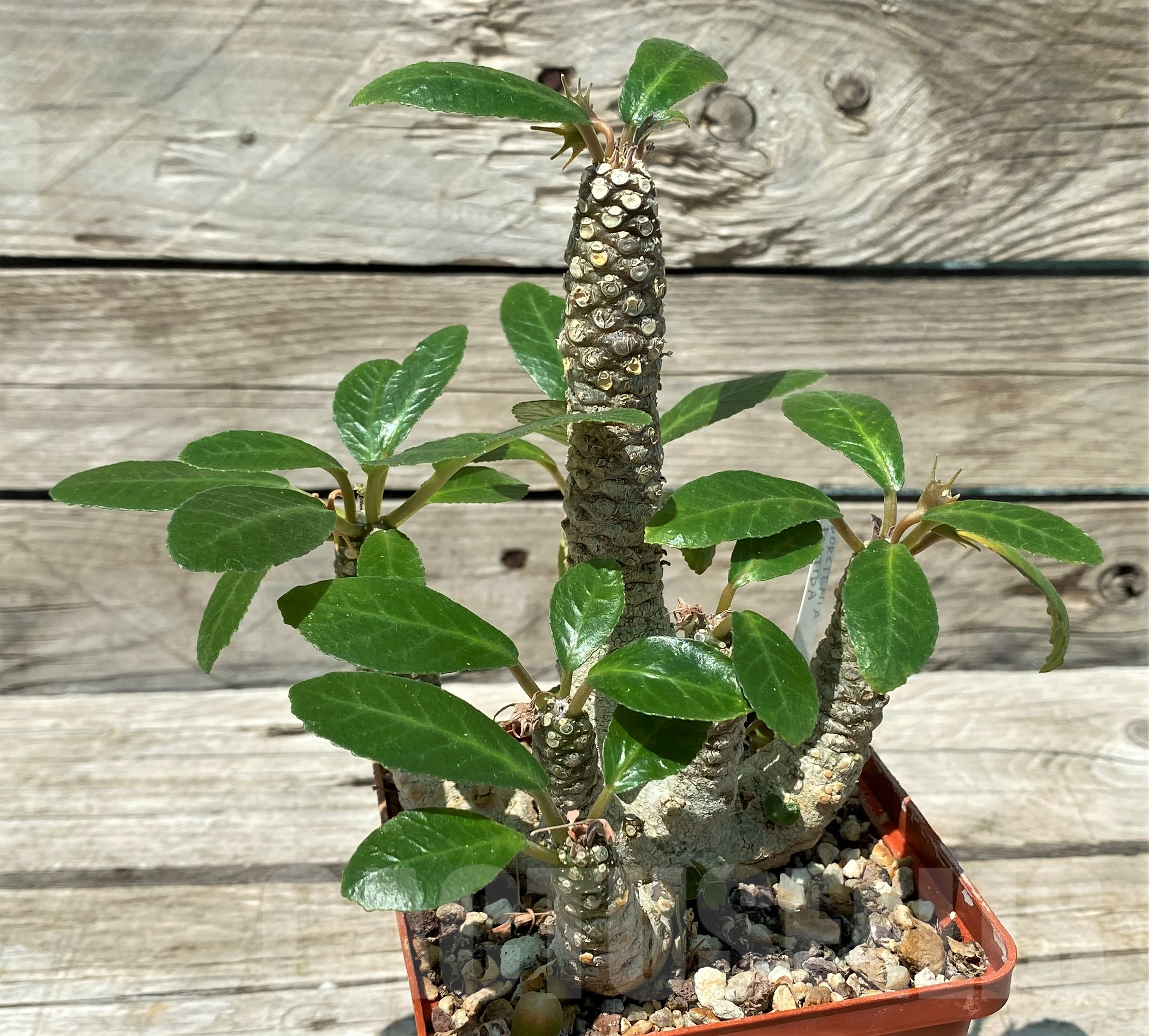 SH11436 Dorstenia foetida, old 10 years - Image 2