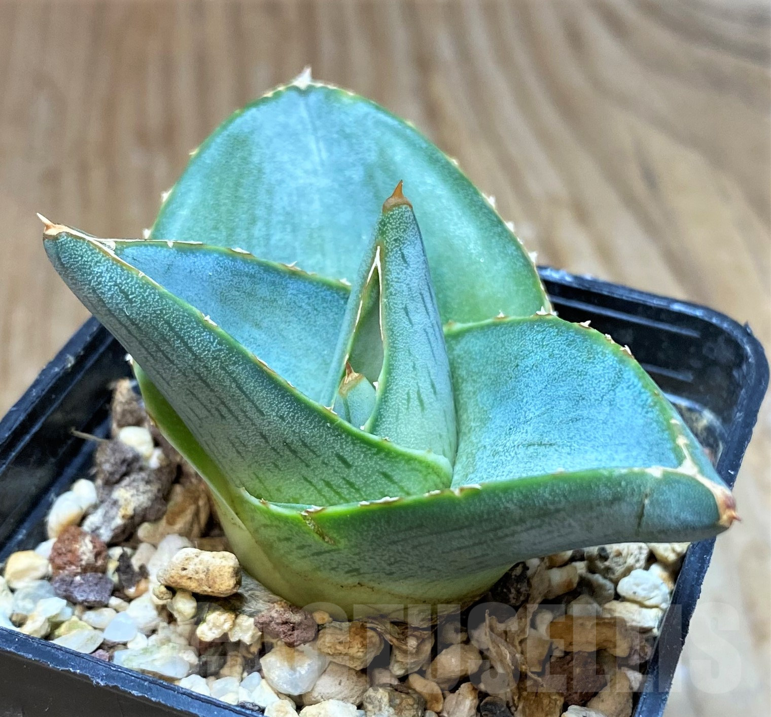 SH11437 Agave pumila - immagine 3