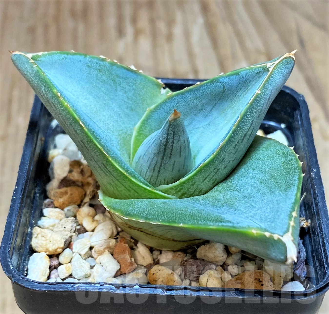 SH11437 Agave pumila - immagine 2