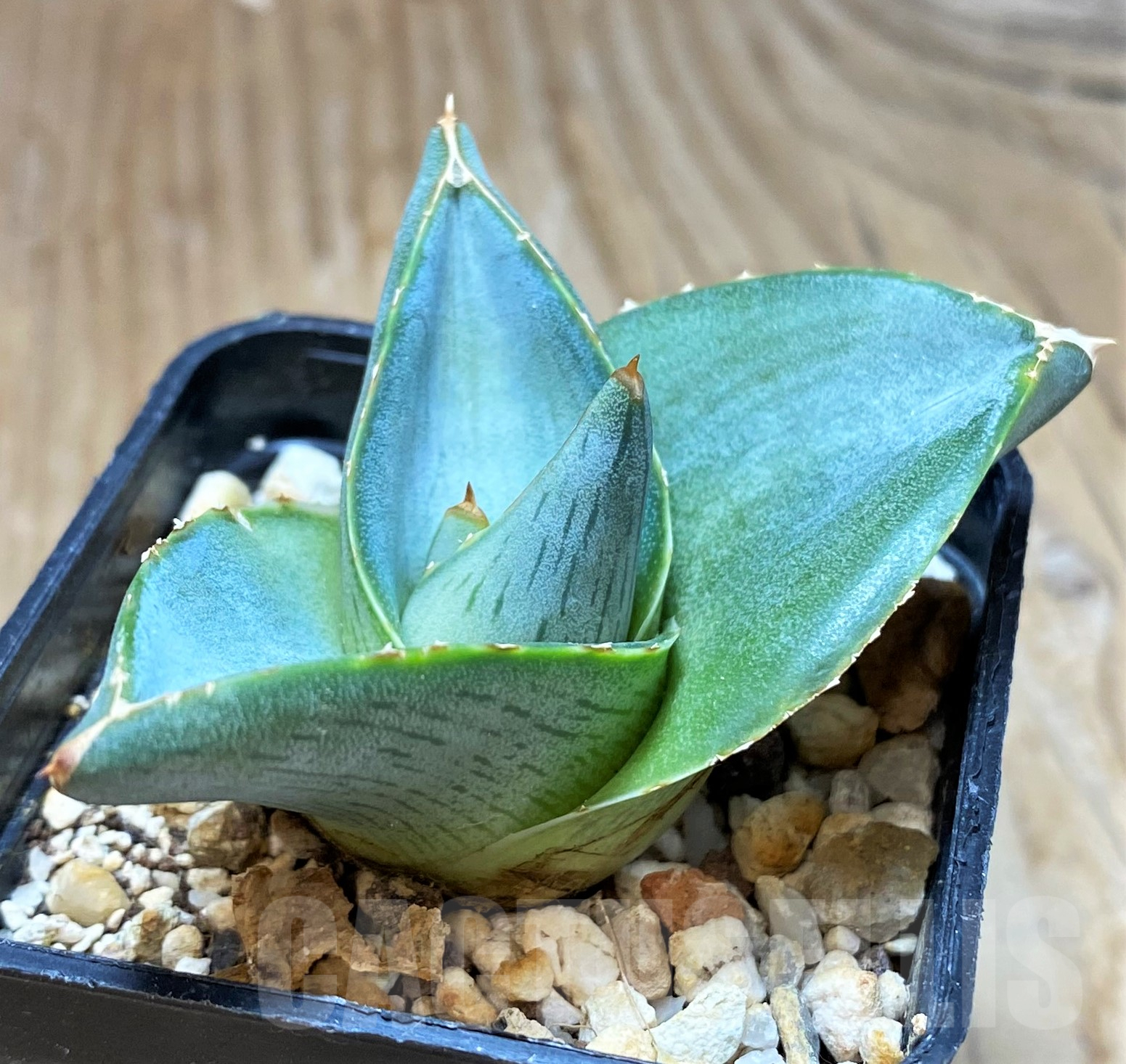 SH11437 Agave pumila