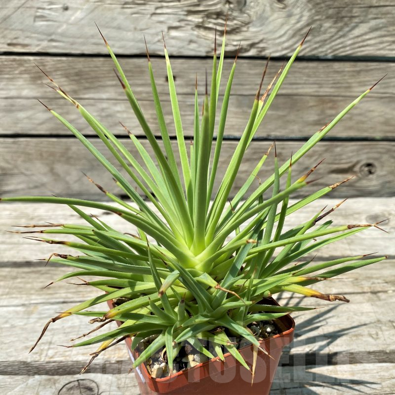 SH11438 Agave stricta 'Nana'