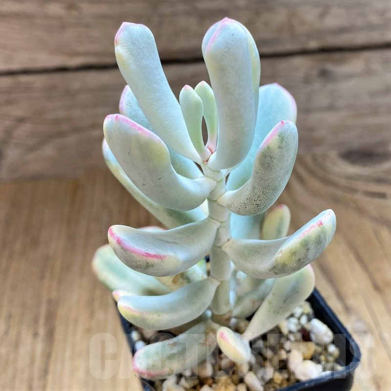 SH11440 Cotyledon orbiculata f. variegata, long leaf