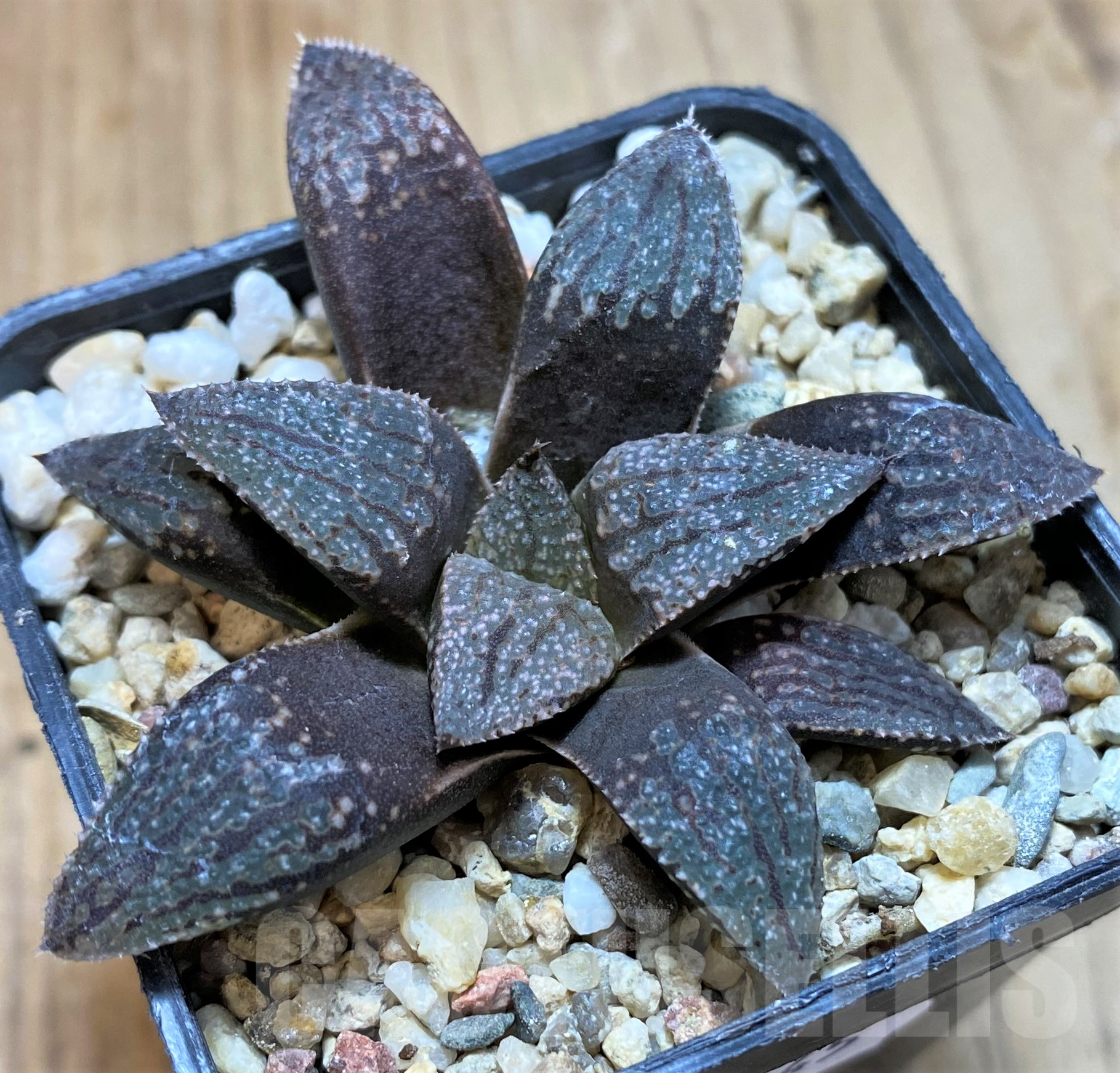 SH11445 Haworthia picta -Japan- - Зображення 2