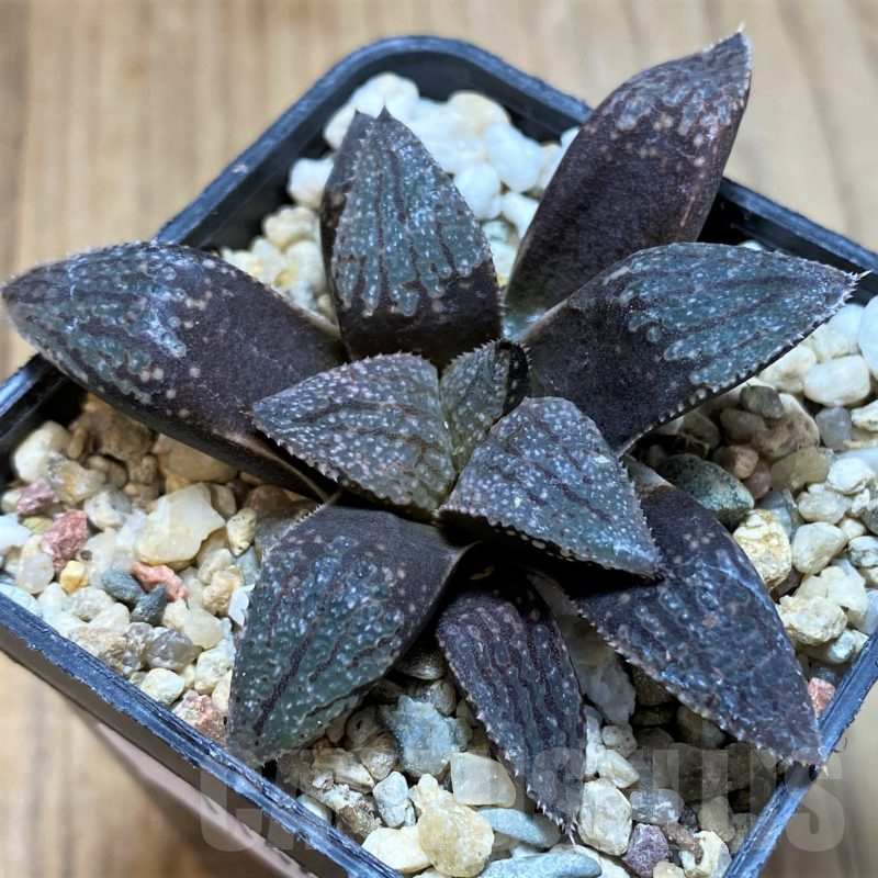 SH11445 Haworthia picta -Japan-