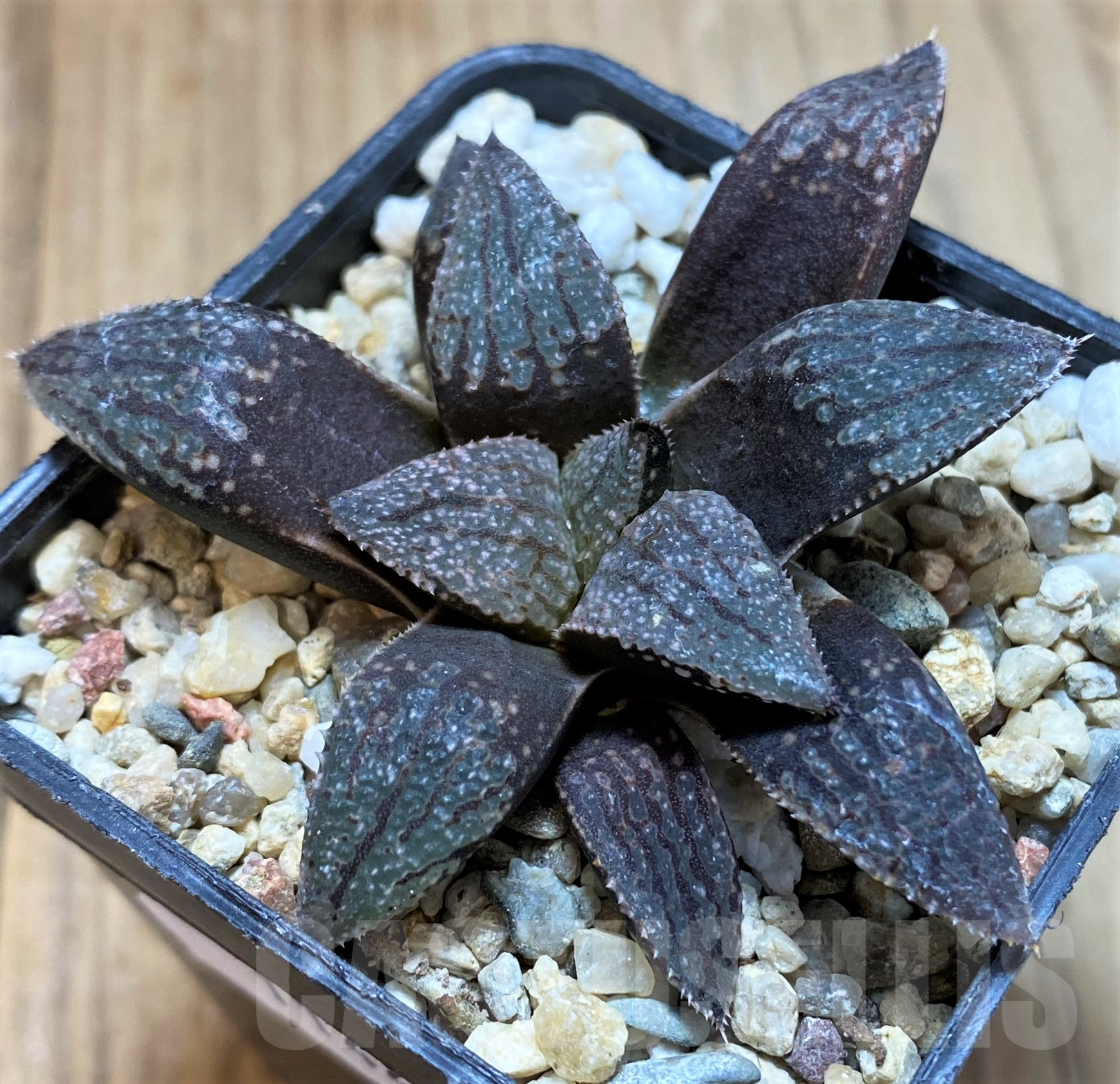SH11445 Haworthia picta -Japan-