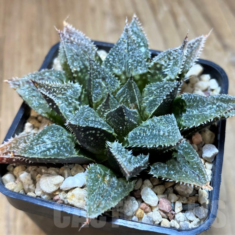 SH11446 Haworthia 'Yuki Keshiki'