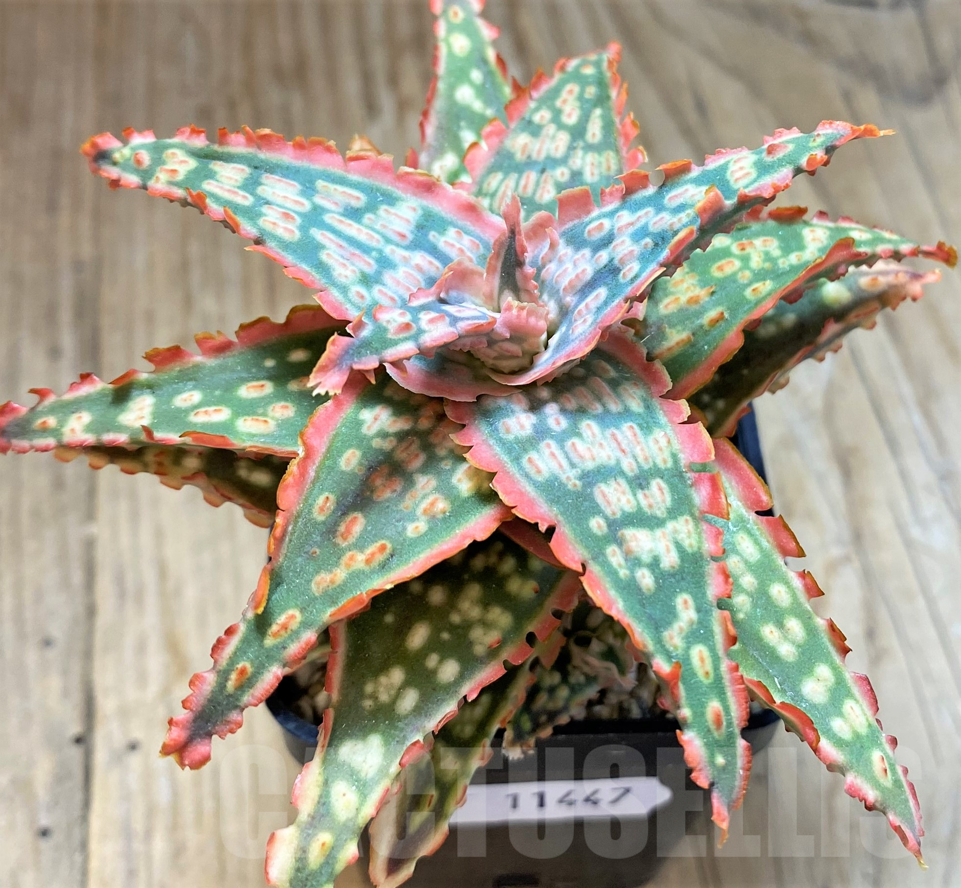 SH11447 Aloe TCT hybrid