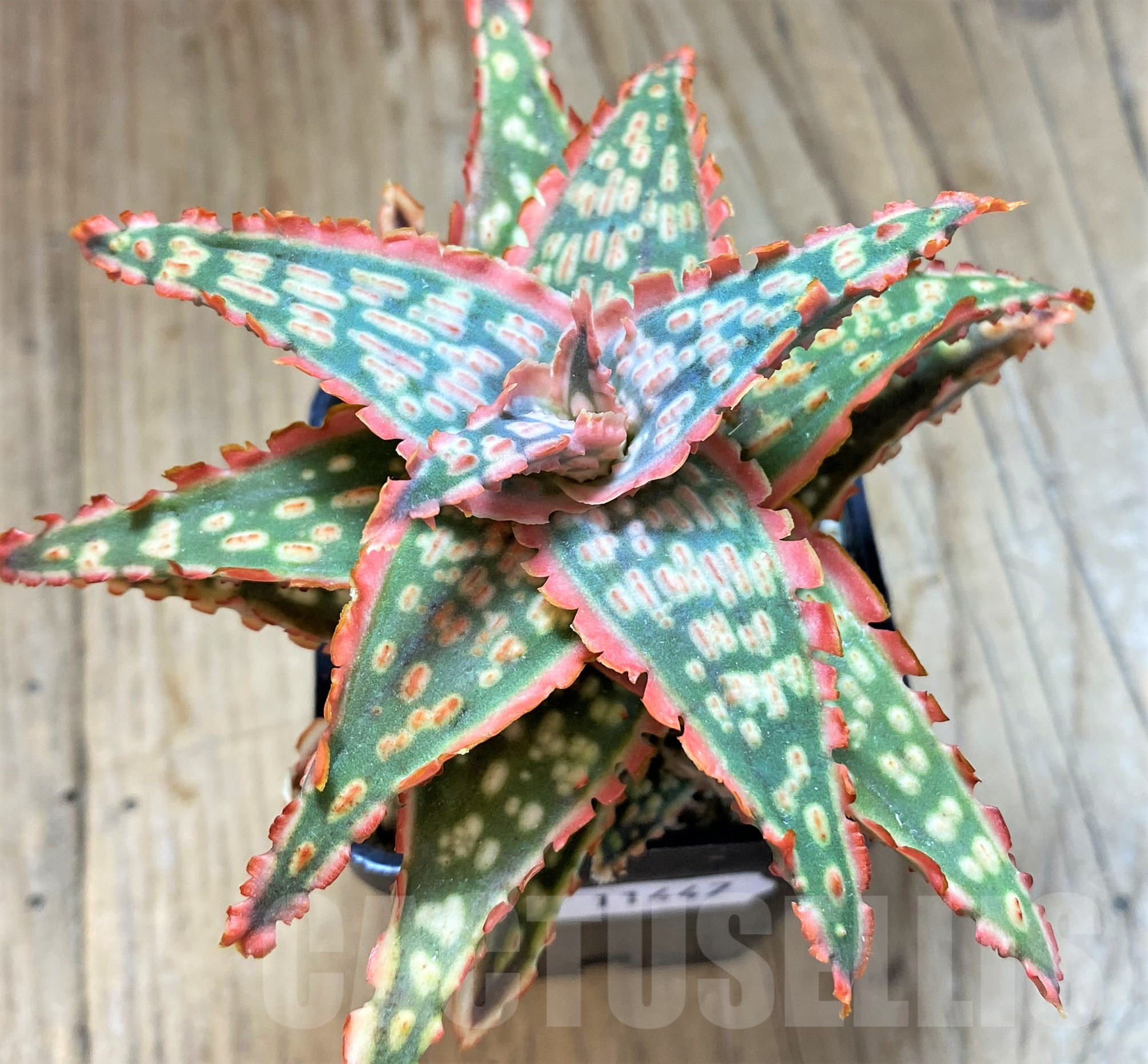 SH11447 Aloe TCT hybrid - Зображення 2