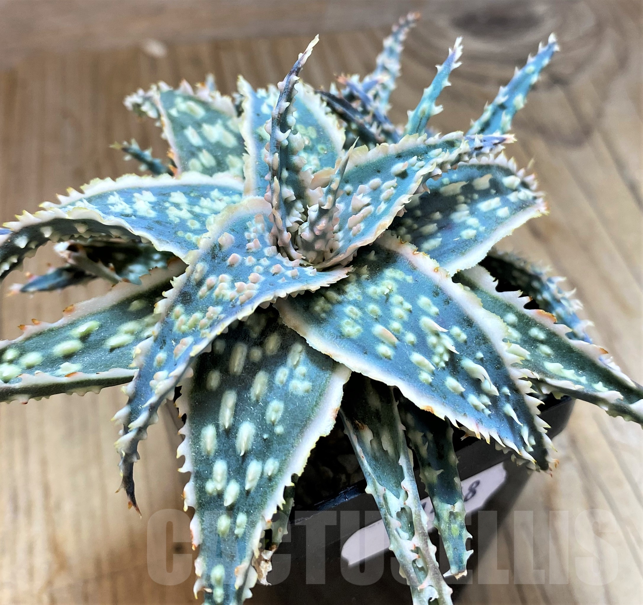 SH11448 Aloe TCT hybrid - Image 2