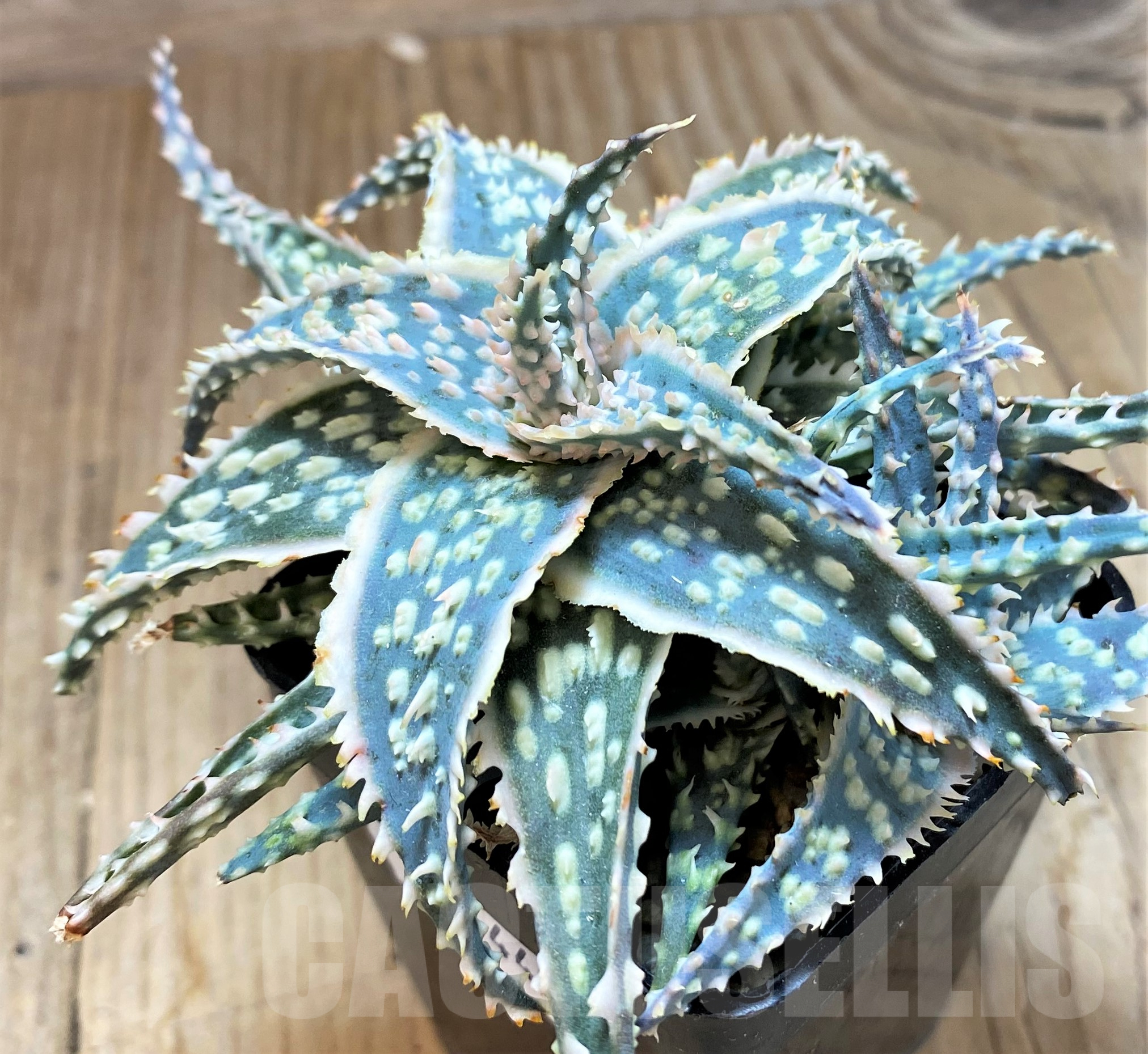 SH11448 Aloe TCT hybrid
