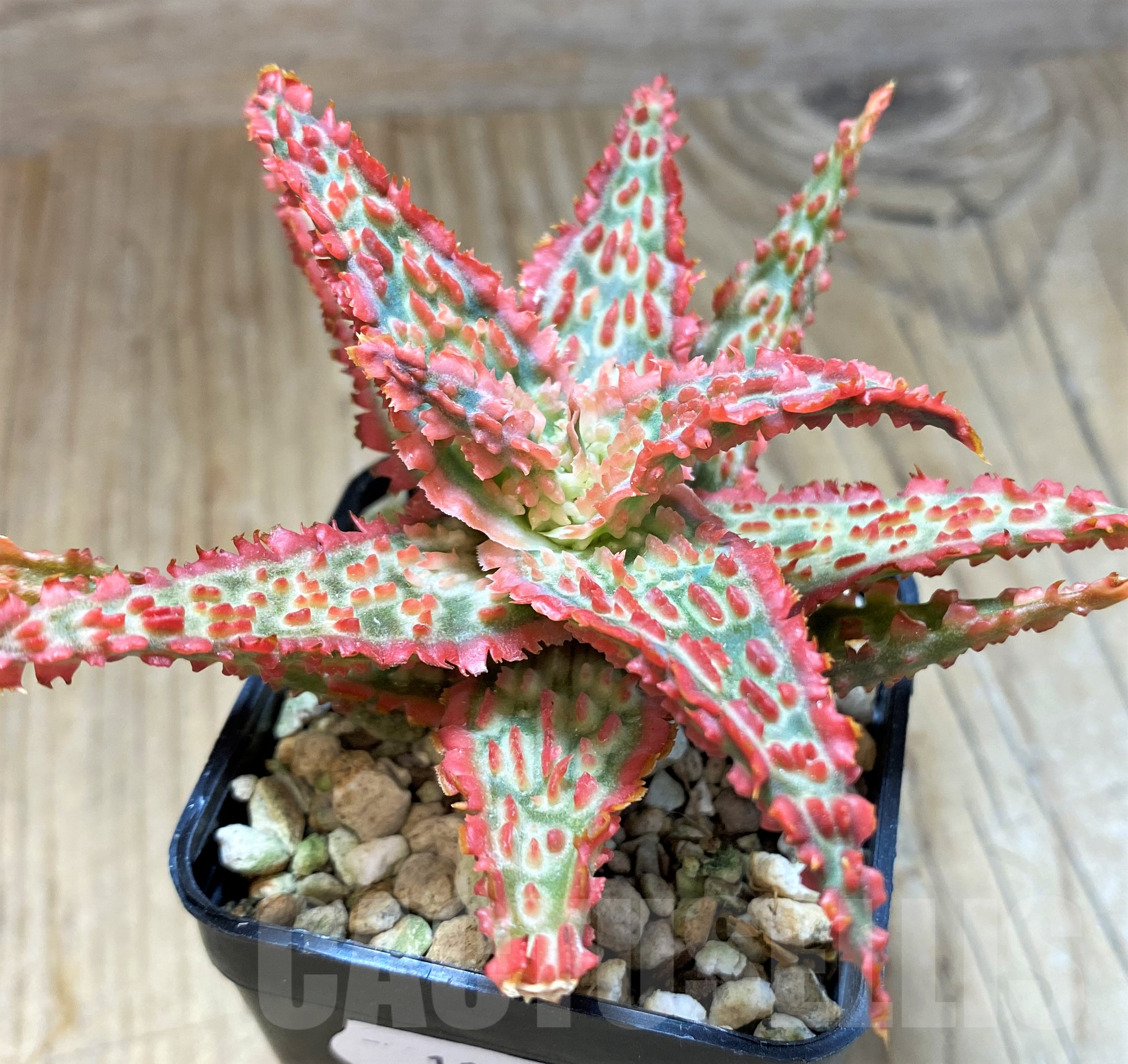 SH11449 Aloe TCT hybrid - Image 2