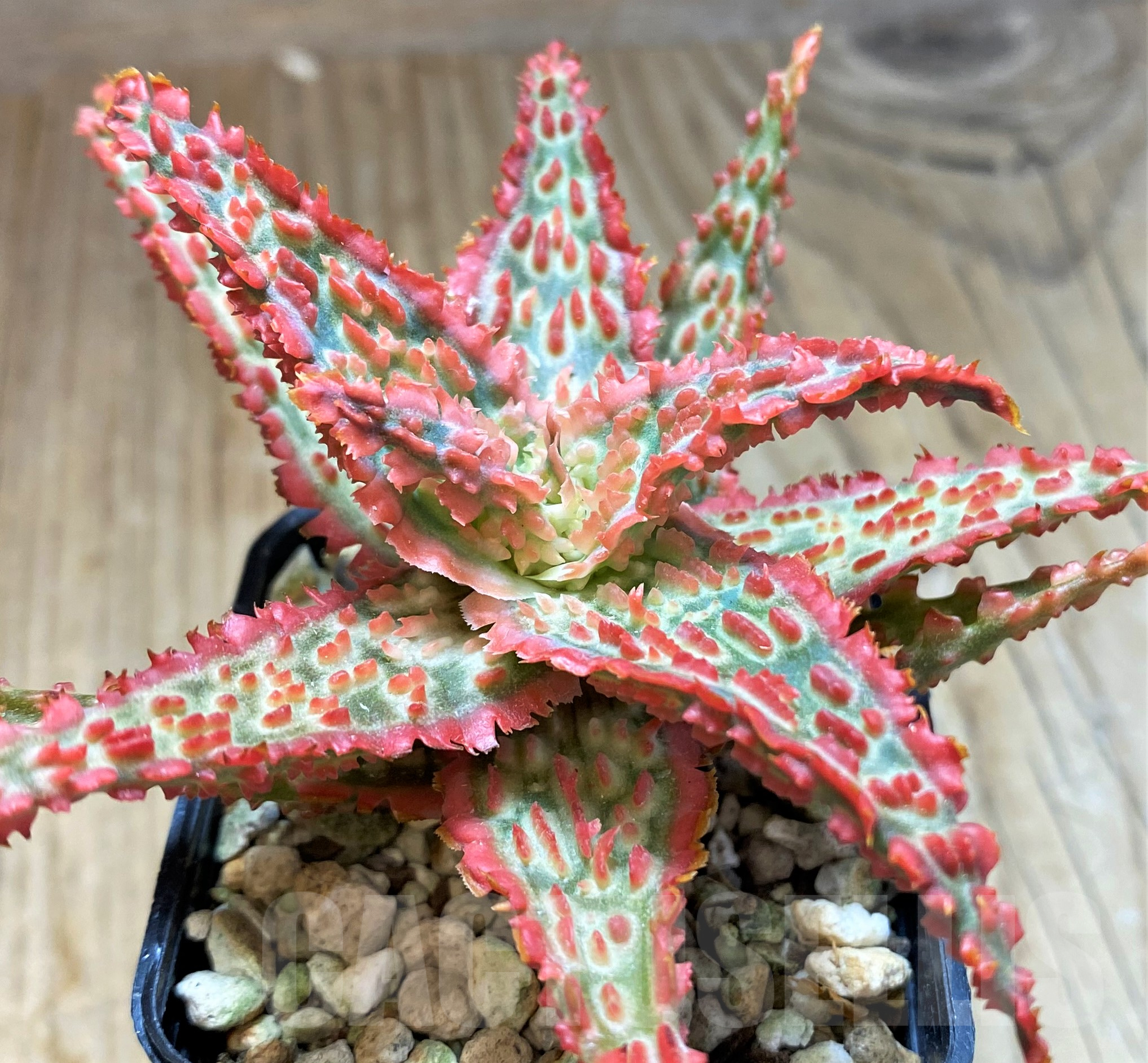 SH11449 Aloe TCT hybrid
