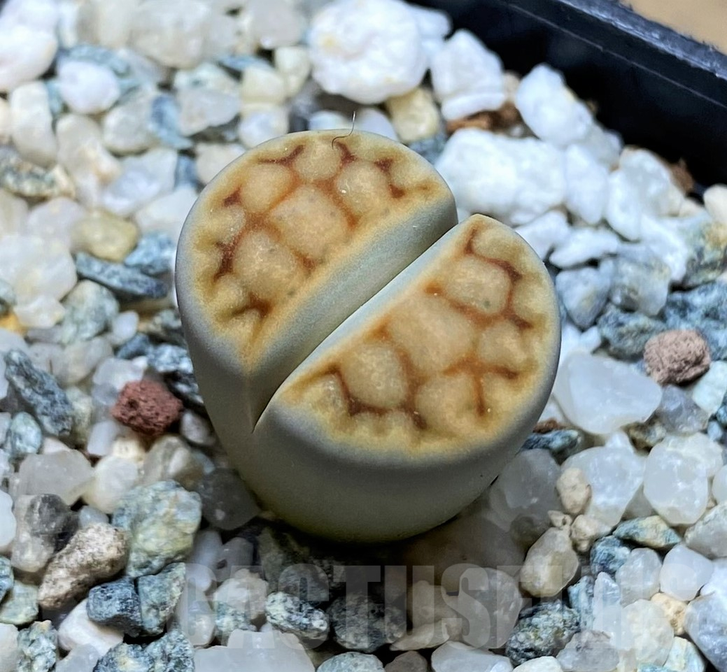 SH11450 Lithops karasmontana v. summitatum