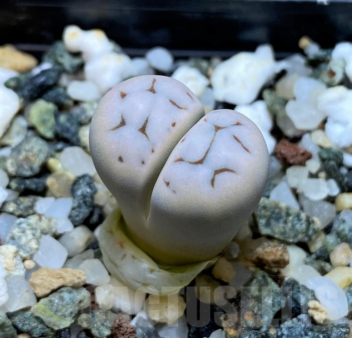 SH11451 Lithops karasmontana ssp. eberlanzii